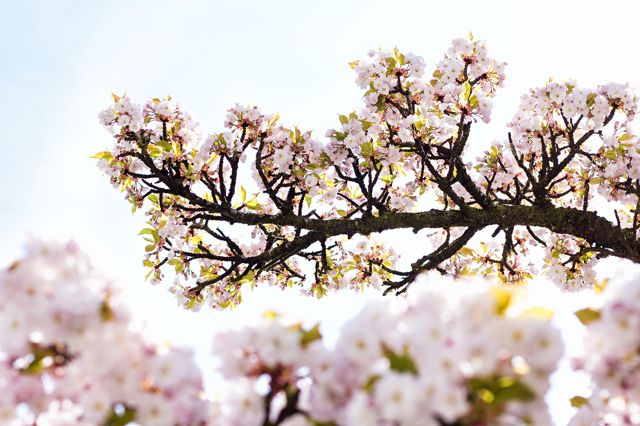 Canon EOS 60D + Canon EF 50mm F2.5 Macro sample photo. The old flowertree photography