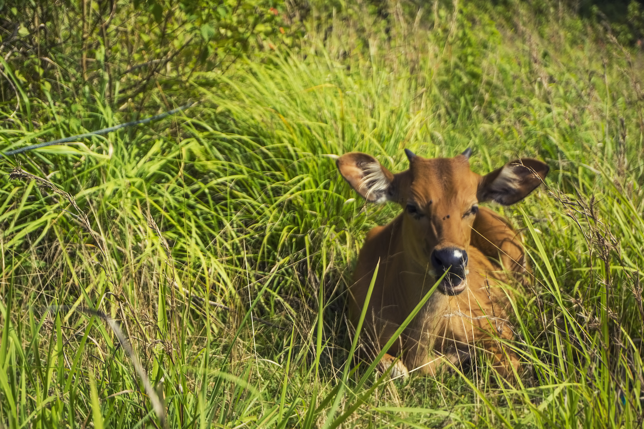 Sony Alpha NEX-7 + Sony E 16-50mm F3.5-5.6 PZ OSS sample photo. Cow on the greenfield photography