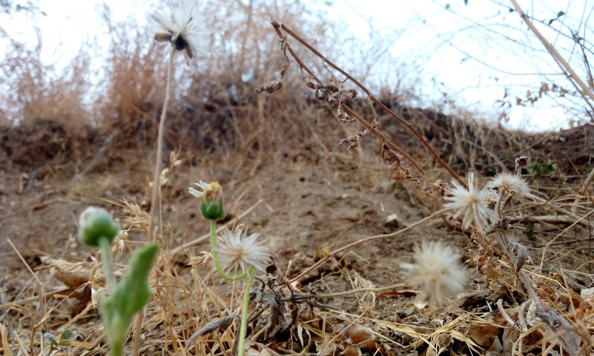 HTC DESIRE 820G PLUS DUAL SIM sample photo. Wild plant photography