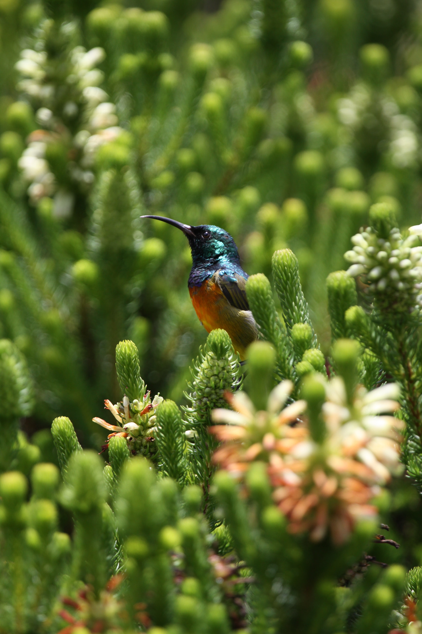 Canon EF 100-400mm F4.5-5.6L IS USM sample photo. A sunbird in kirstenbosch national botanical garden near cape town, south africa photography