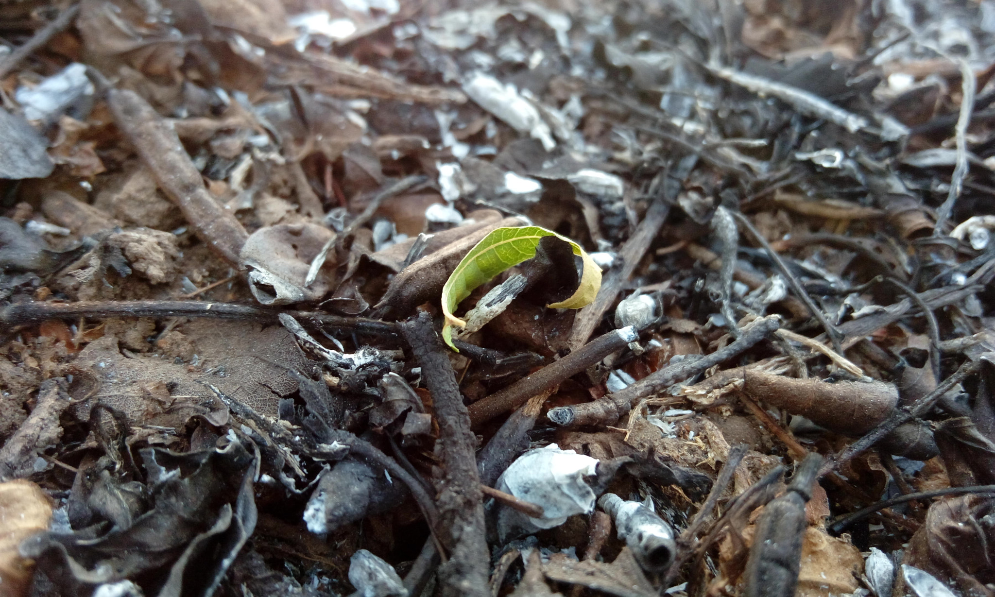 HTC DESIRE 820G PLUS DUAL SIM sample photo. A green leaf in an ash photography
