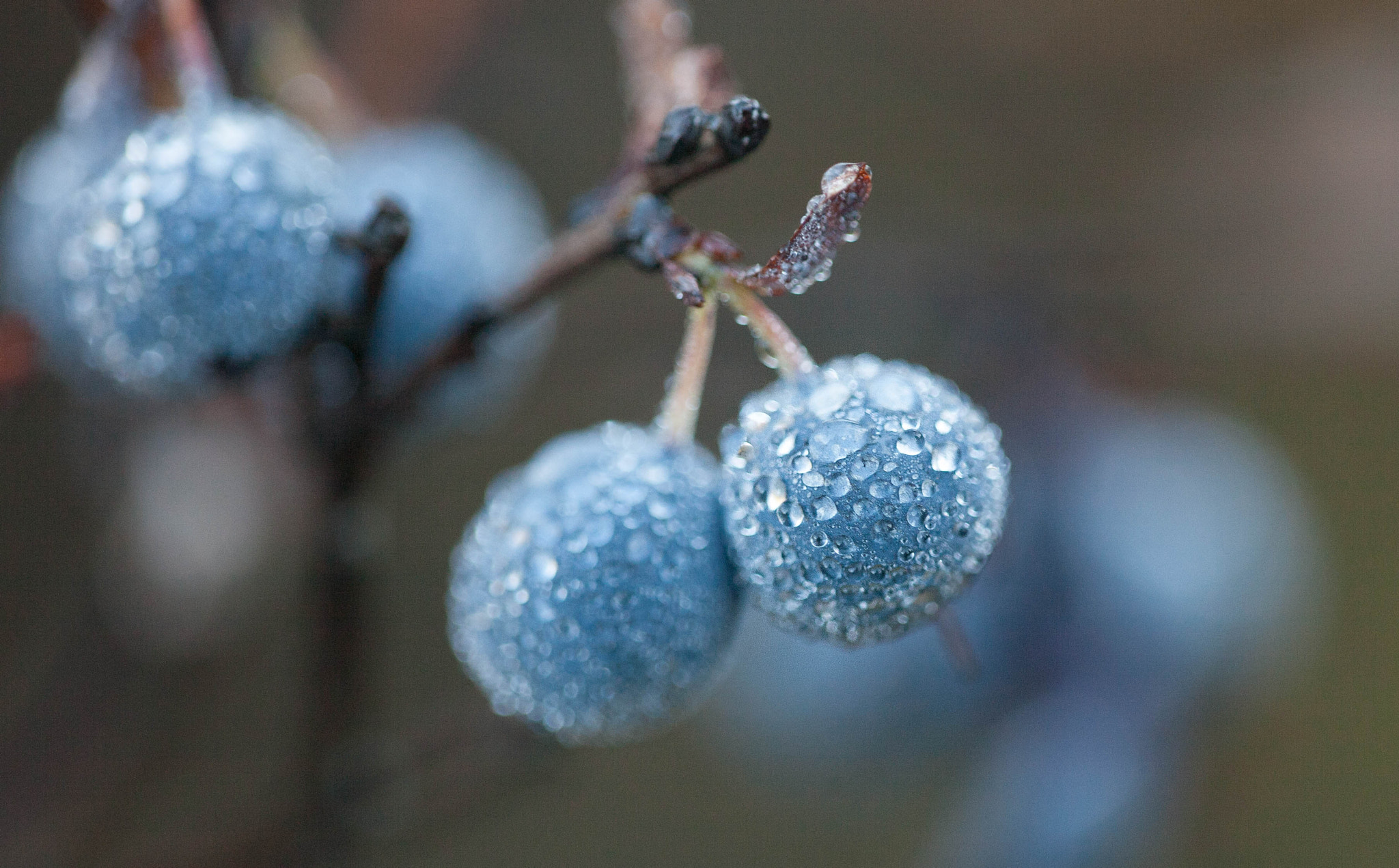 Sigma APO Macro 150mm f/2.8 EX DG HSM sample photo. Blueberry photography