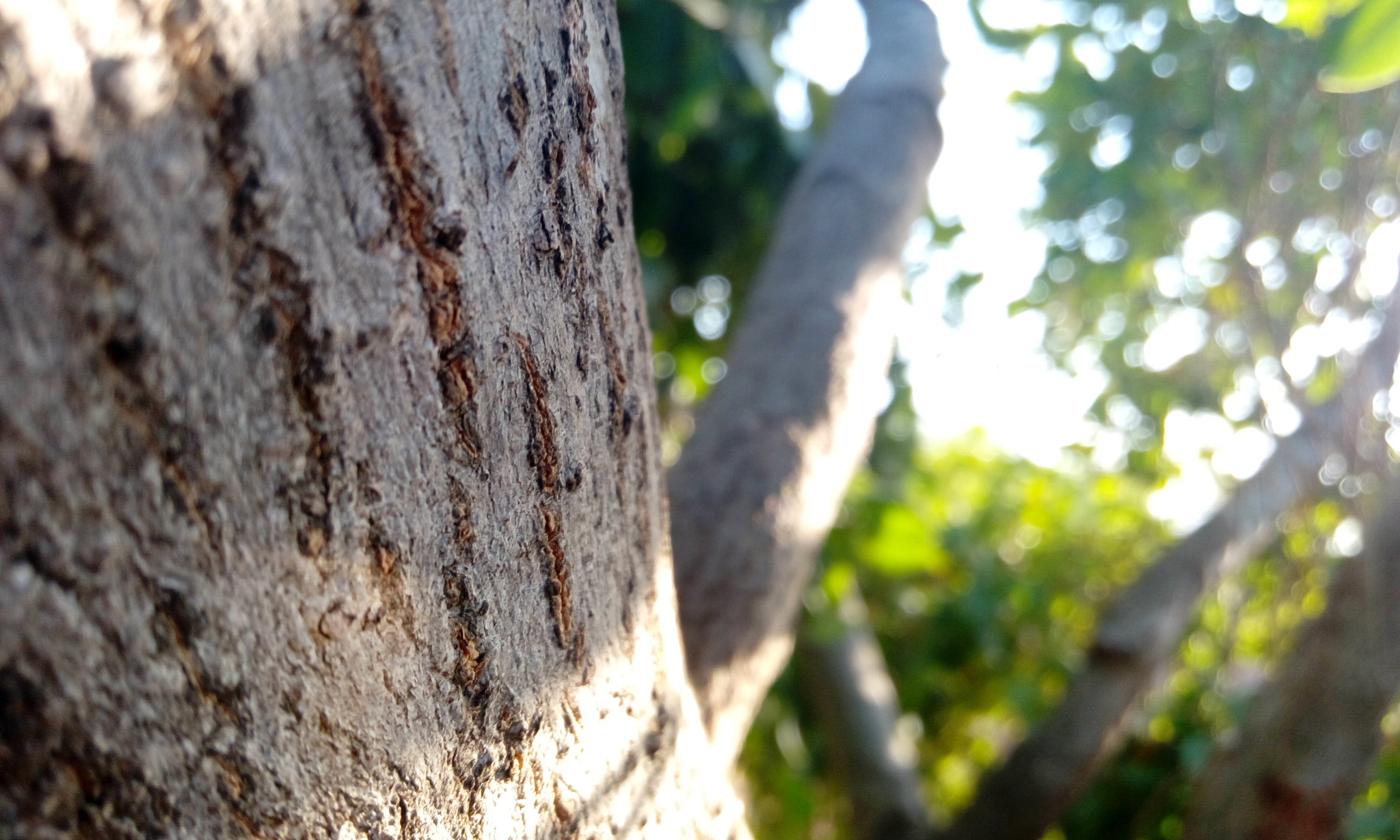HTC DESIRE 820G PLUS DUAL SIM sample photo. A tree photography