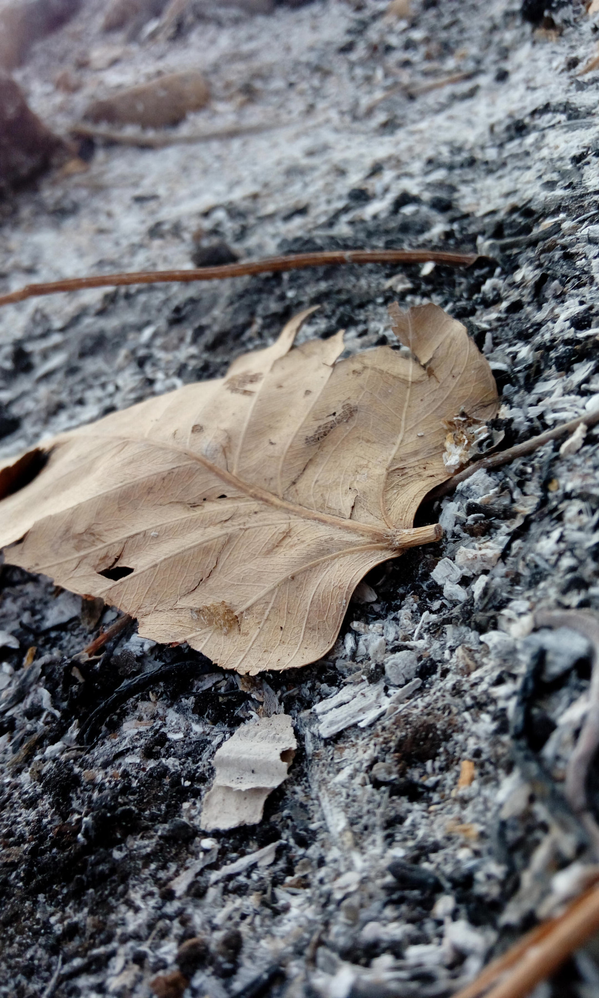HTC DESIRE 820G PLUS DUAL SIM sample photo. Fallen leaf photography