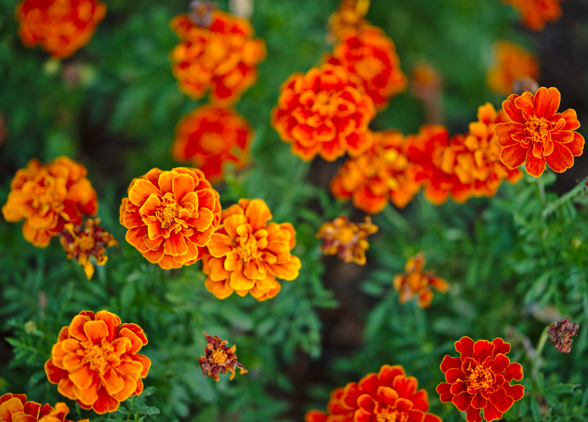 ZEISS Otus 85mm F1.4 sample photo. Marigold or tagetes photography