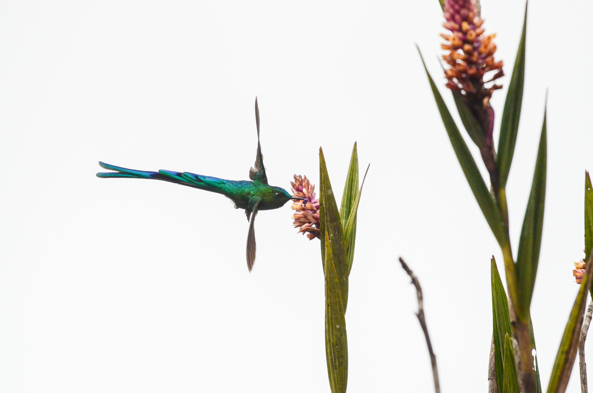 Sigma 120-400mm F4.5-5.6 DG OS HSM sample photo. Long-tailed sylph photography