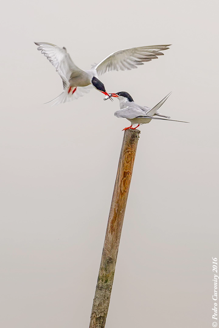 Olympus OM-D E-M1 + M.300mm F4.0 + MC-14 sample photo. Fumarel cariblanco photography
