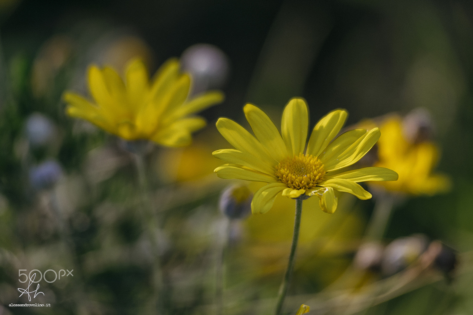 Nikon AF-Nikkor 80-200mm F2.8D ED sample photo. Daisy photography