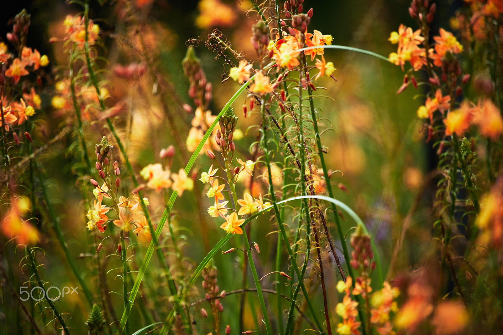 Canon EF-S 55-250mm F4-5.6 IS STM sample photo. April fields photography