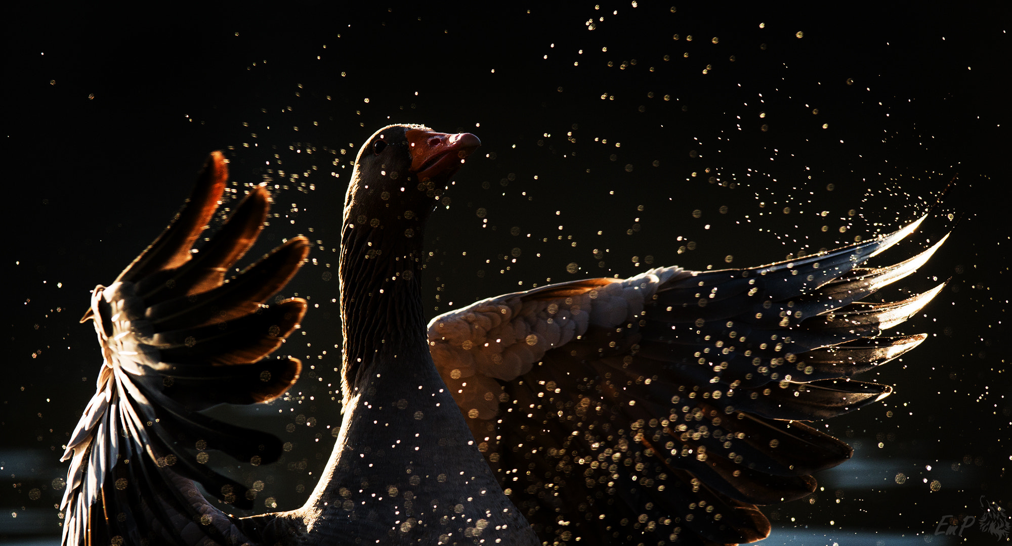 Nikon AF-S Nikkor 400mm F2.8G ED VR II sample photo. Goose shake off photography