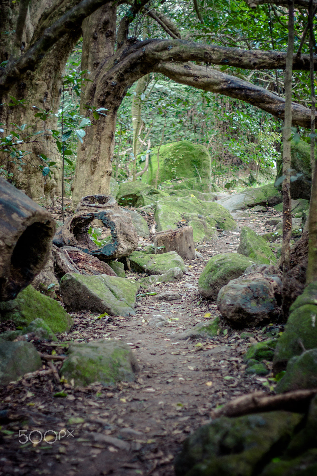 Canon EOS 450D (EOS Rebel XSi / EOS Kiss X2) + Canon EF 50mm F1.8 II sample photo. Coromandel peninsula photography