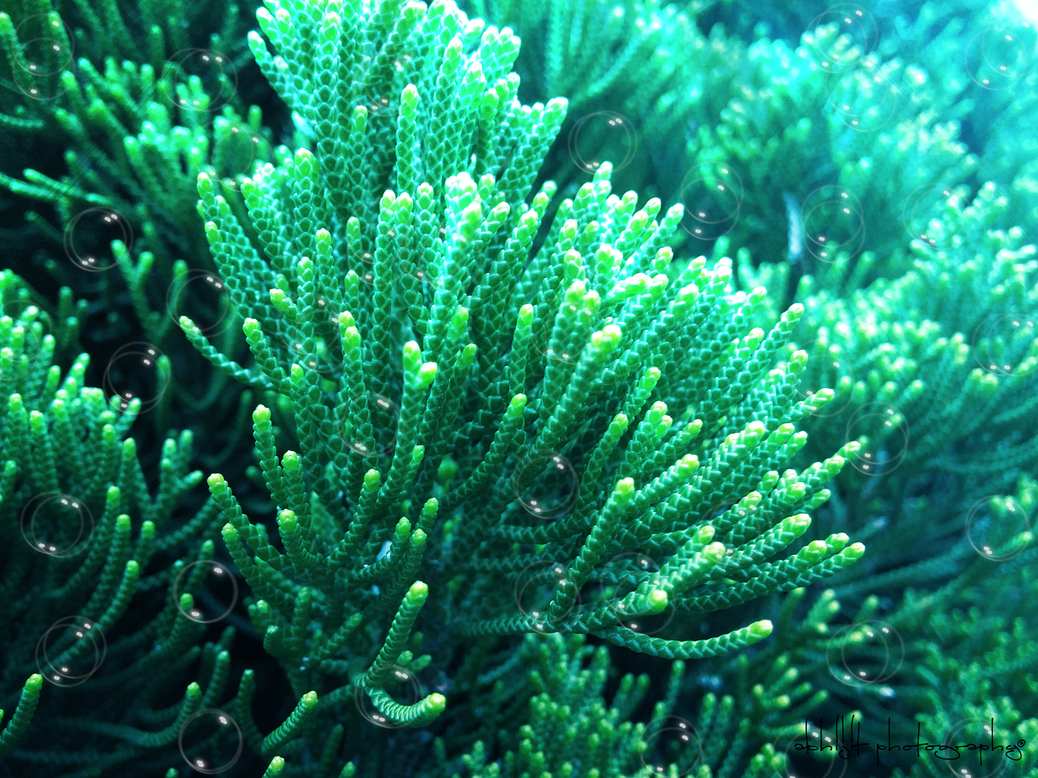 LG G3 CAT.6 sample photo. Under water photography