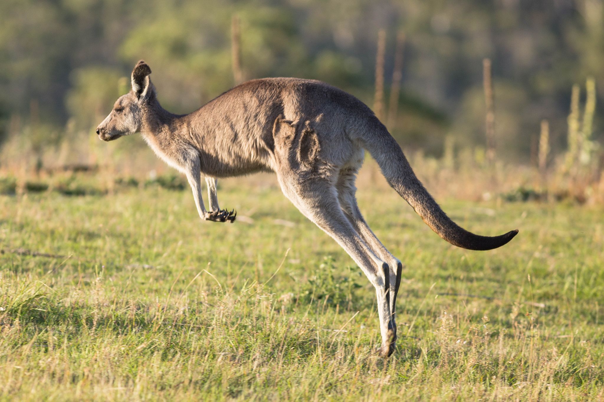 Canon EOS 6D + Canon EF 400mm F5.6L USM sample photo. Eastern grey kangaroo photography