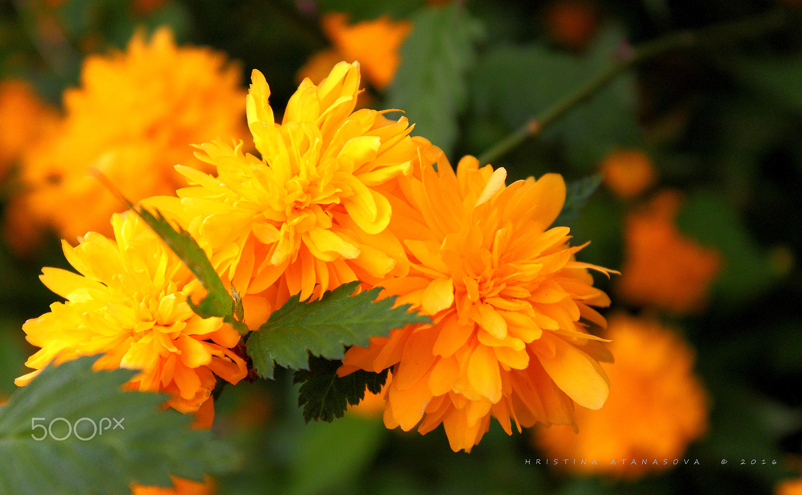 Canon EF-S 18-55mm F3.5-5.6 IS sample photo. Yellow... photography