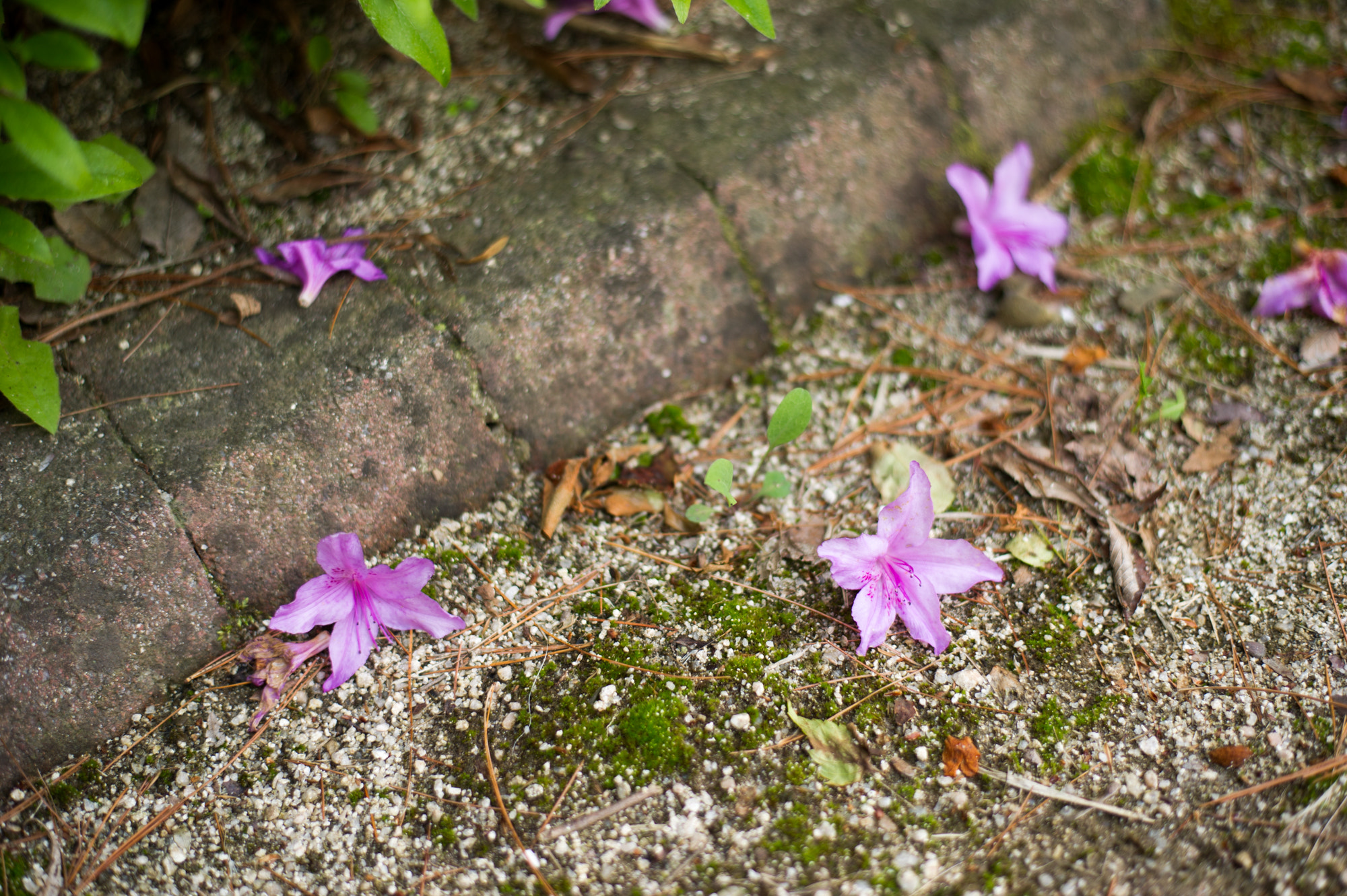Nikon D3S + Nikon AF-S Nikkor 50mm F1.8G sample photo. Enjoying spring :) photography