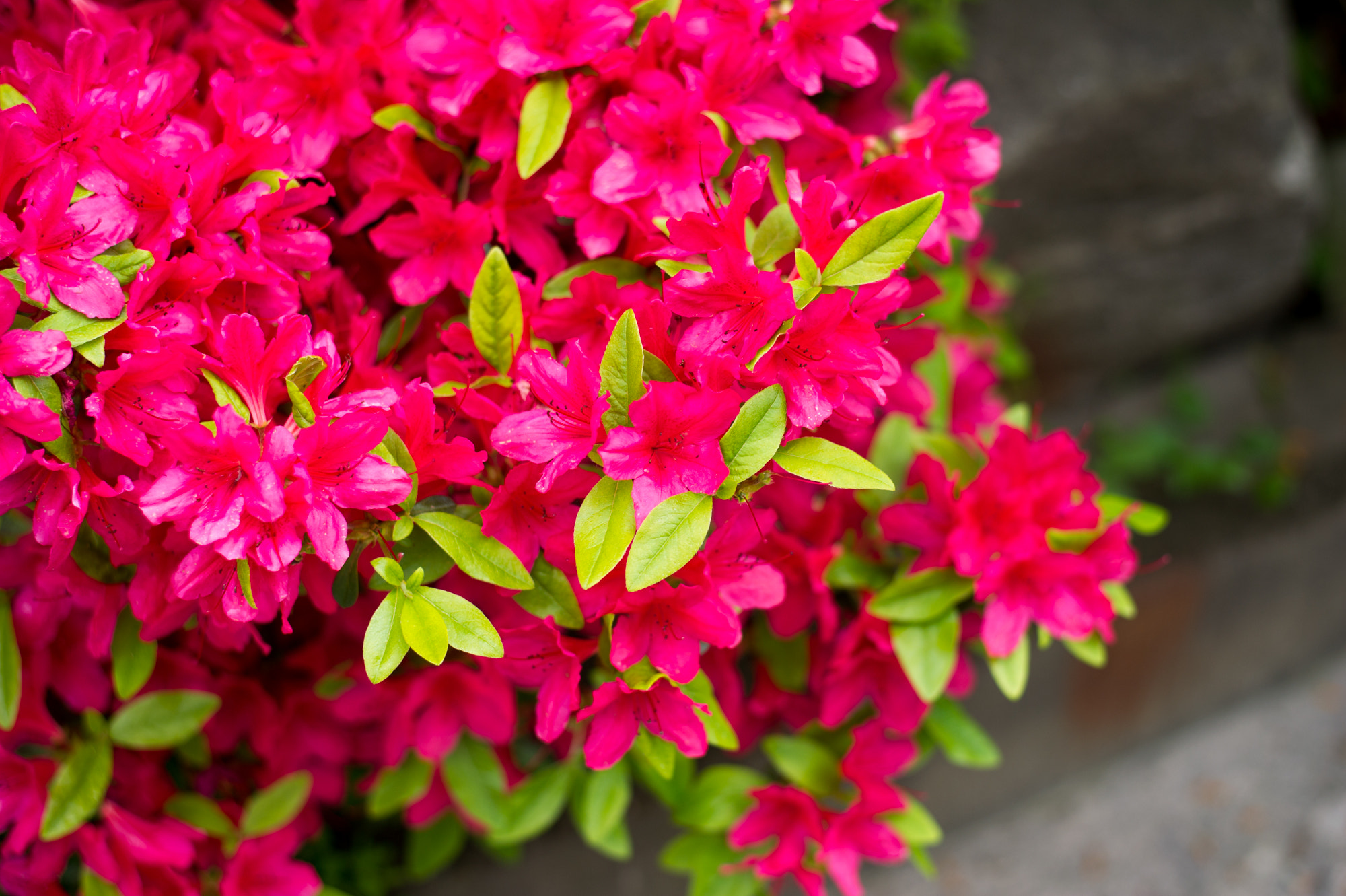 Nikon D3S + Nikon AF-S Nikkor 50mm F1.8G sample photo. Enjoying spring :) photography