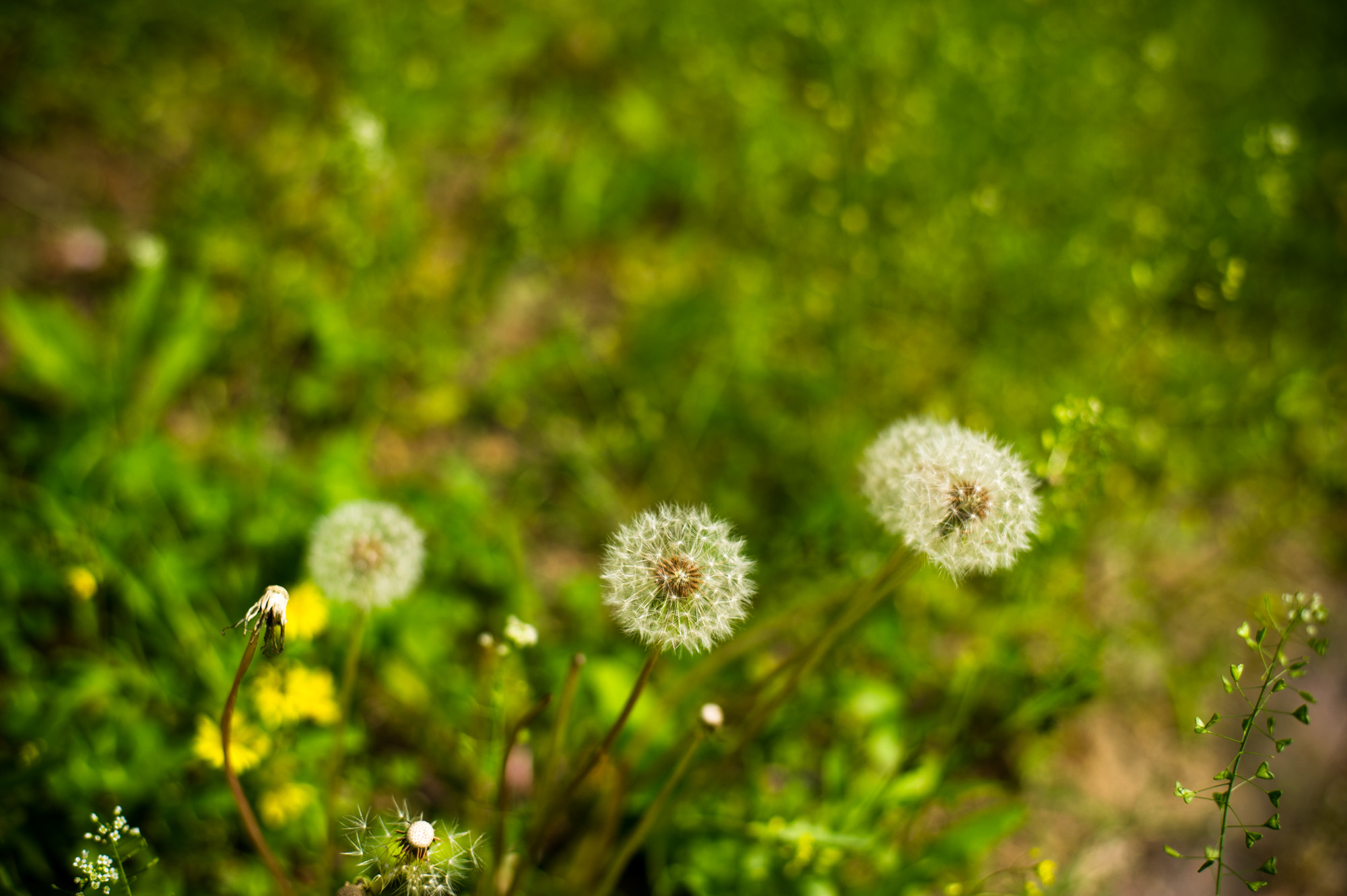 Nikon D3S + Nikon AF-S Nikkor 50mm F1.8G sample photo. Enjoying spring :) photography