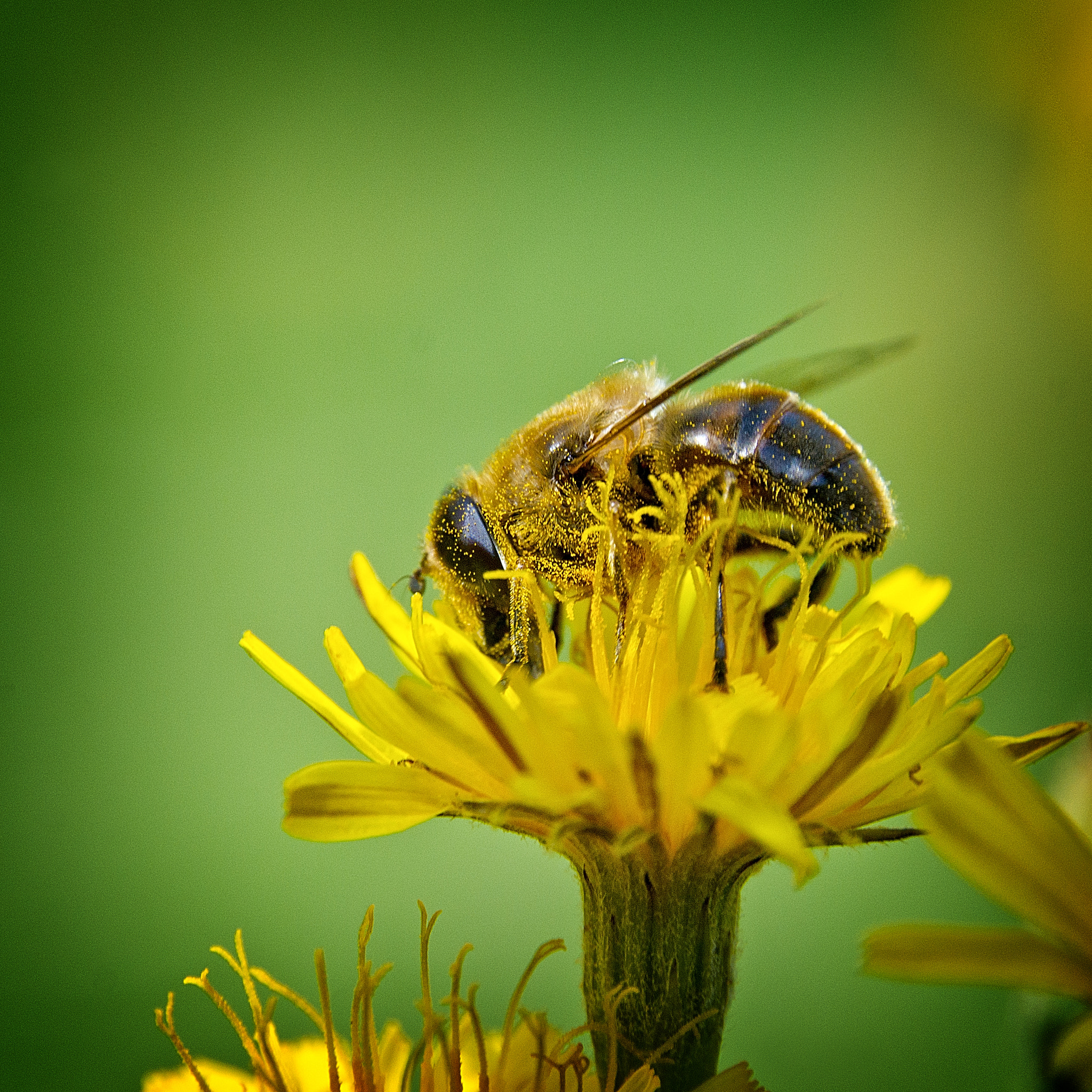 Sony Alpha DSLR-A550 sample photo. Busy photography