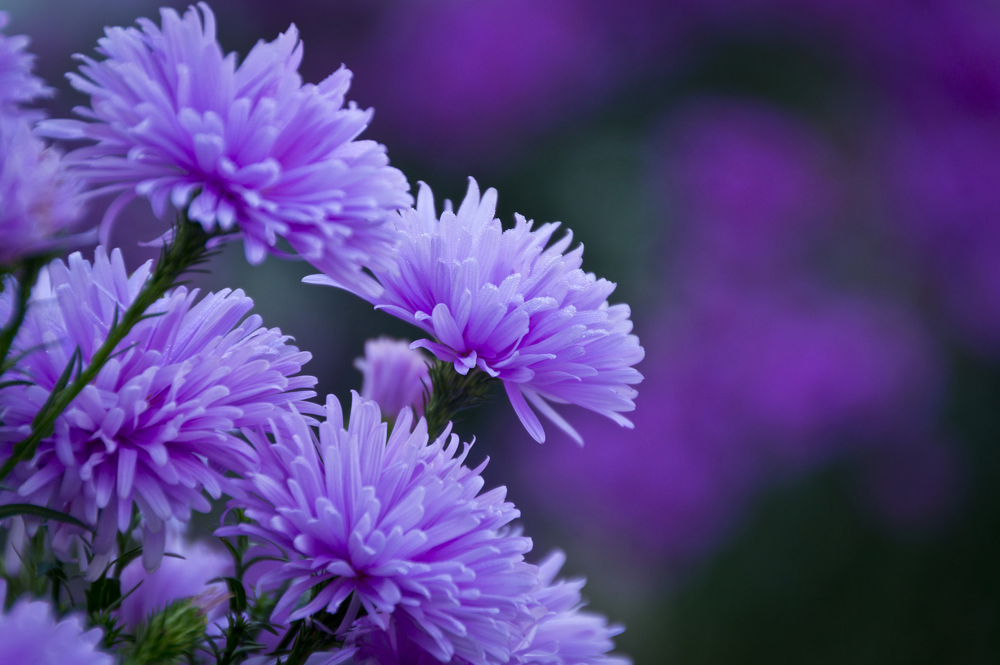 Sigma 18-250mm F3.5-6.3 DC OS HSM sample photo. Purple rain photography