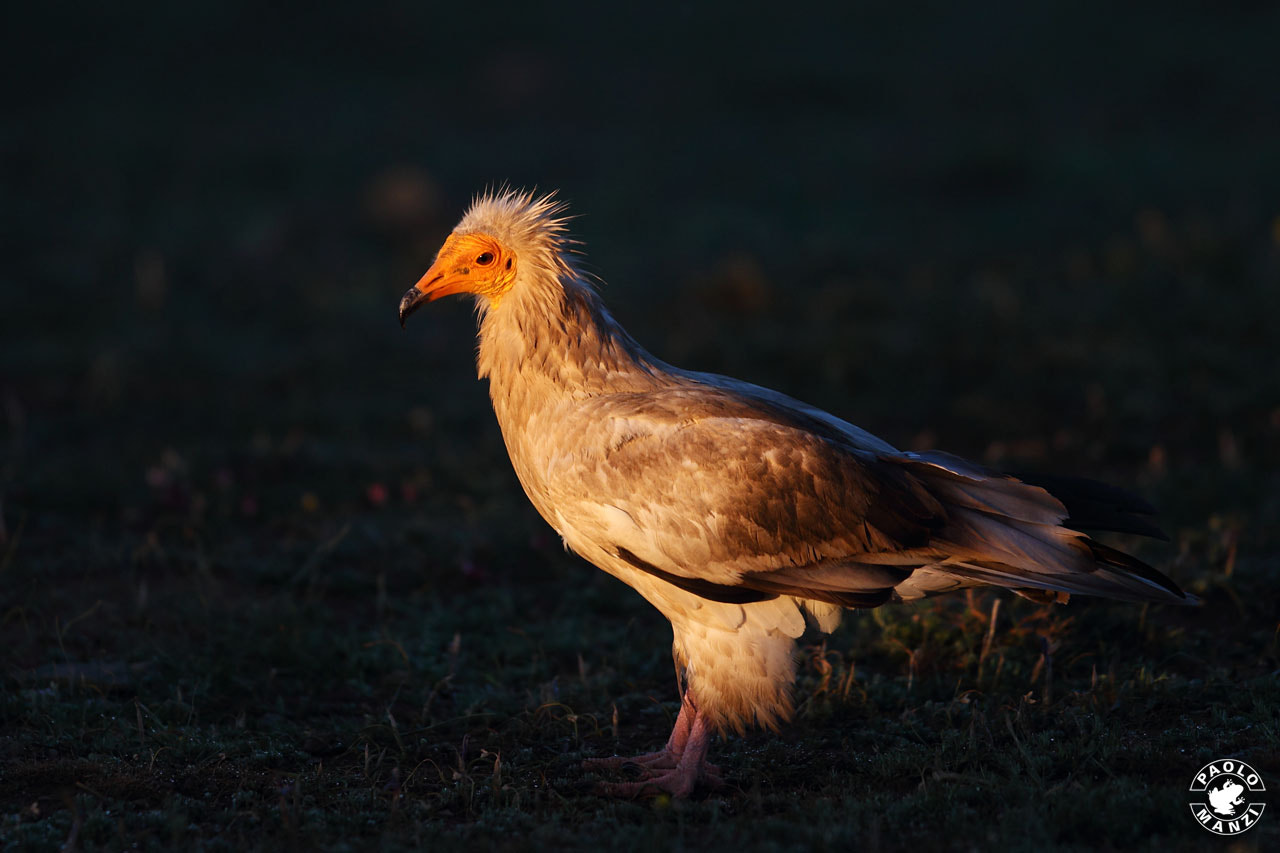 Canon EF 300mm F2.8L IS USM sample photo. Alimoche at sunset  photography