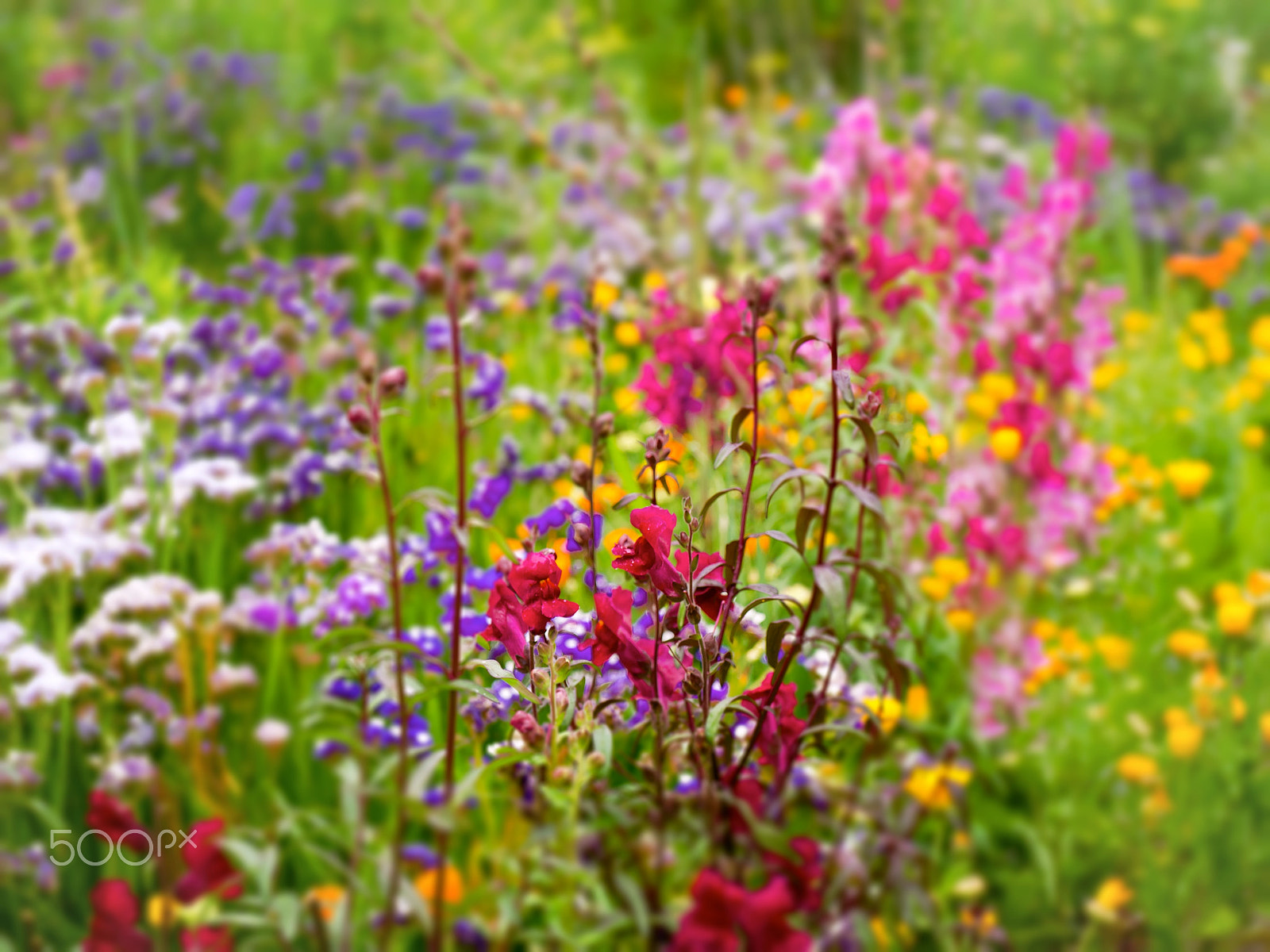 Panasonic Leica D Vario-Elmarit 14-50mm F2.8-3.5 ASPH Mega OIS sample photo. Happy garden photography