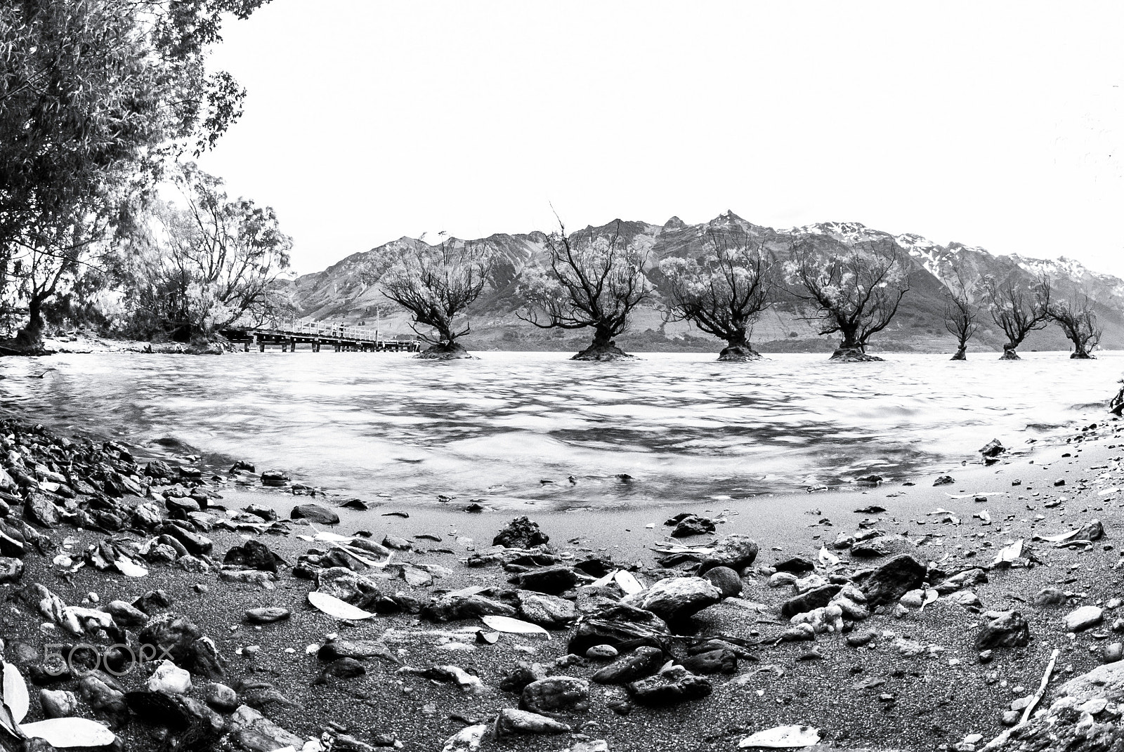 Sigma 8mm F3.5 EX DG Circular Fisheye sample photo. Wet water willows photography