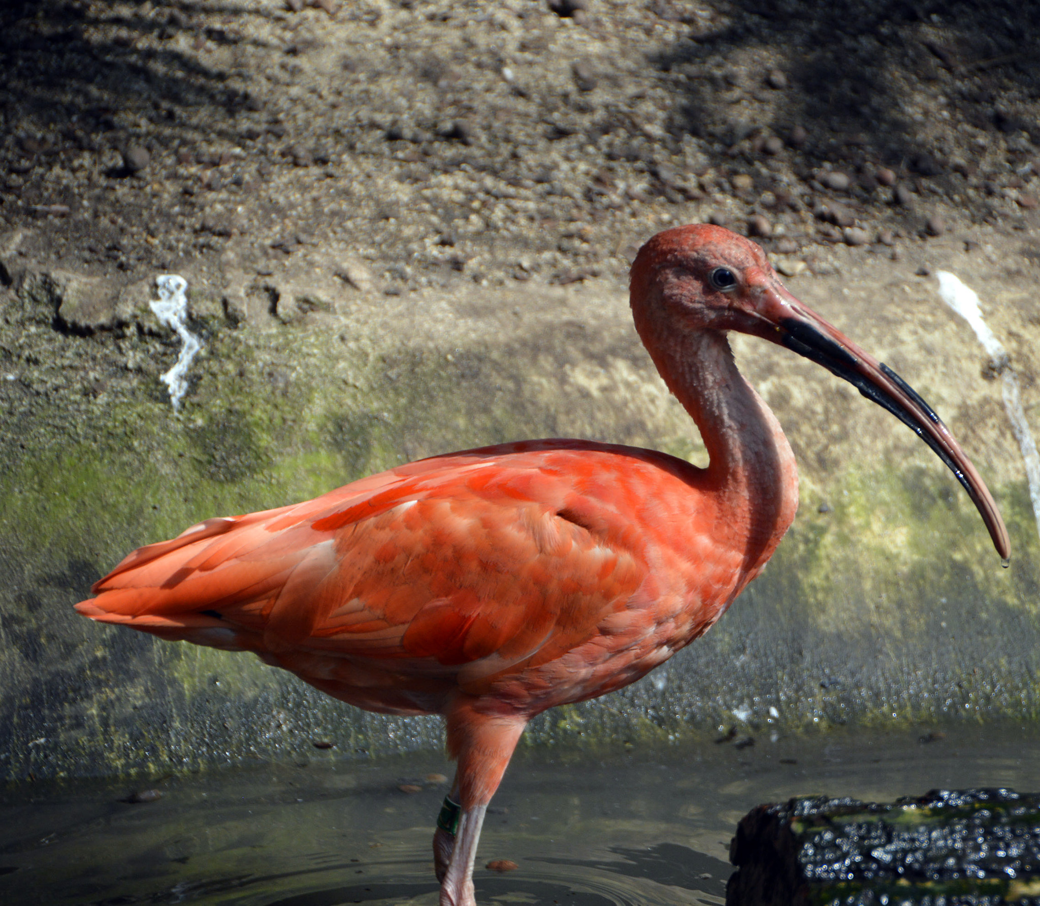 Nikon D3200 + Nikon AF-S Nikkor 600mm F4D ED-IF II sample photo. Ibis rouge photography