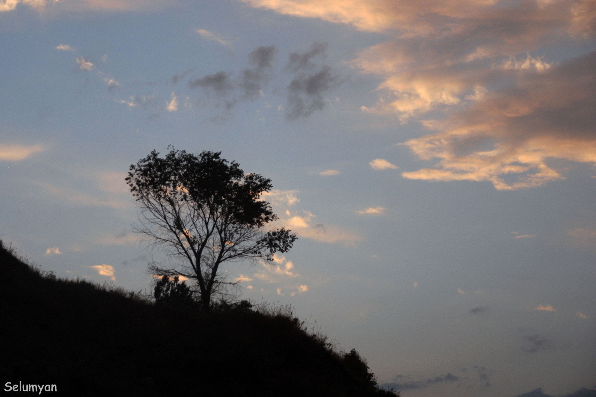 Nikon D80 + Sigma 18-125mm F3.8-5.6 DC HSM sample photo. Lonely tree. photography