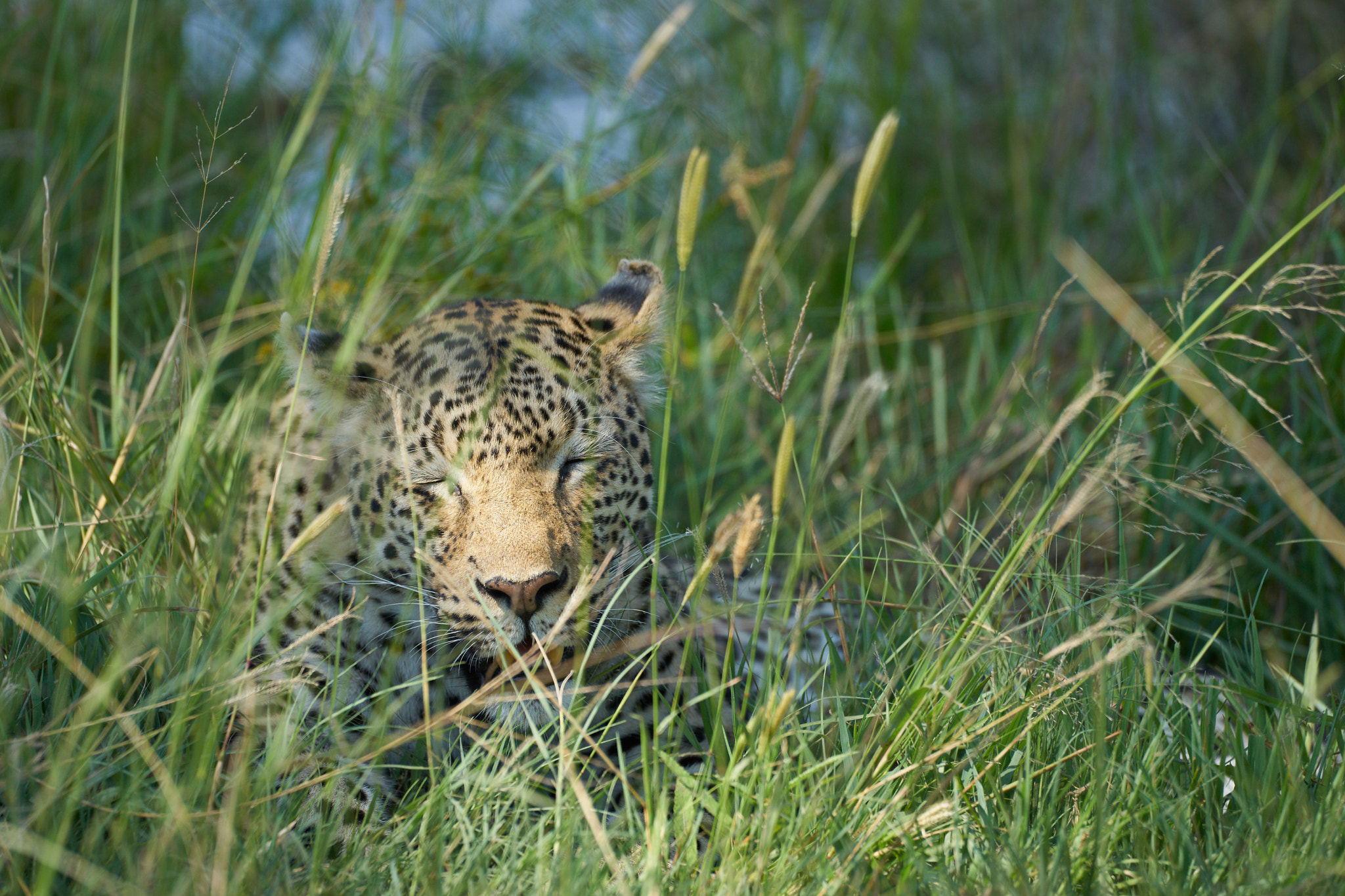 Sony 70-400mm F4-5.6 G SSM II sample photo. Gorgeous leopard in the okavango delta photography