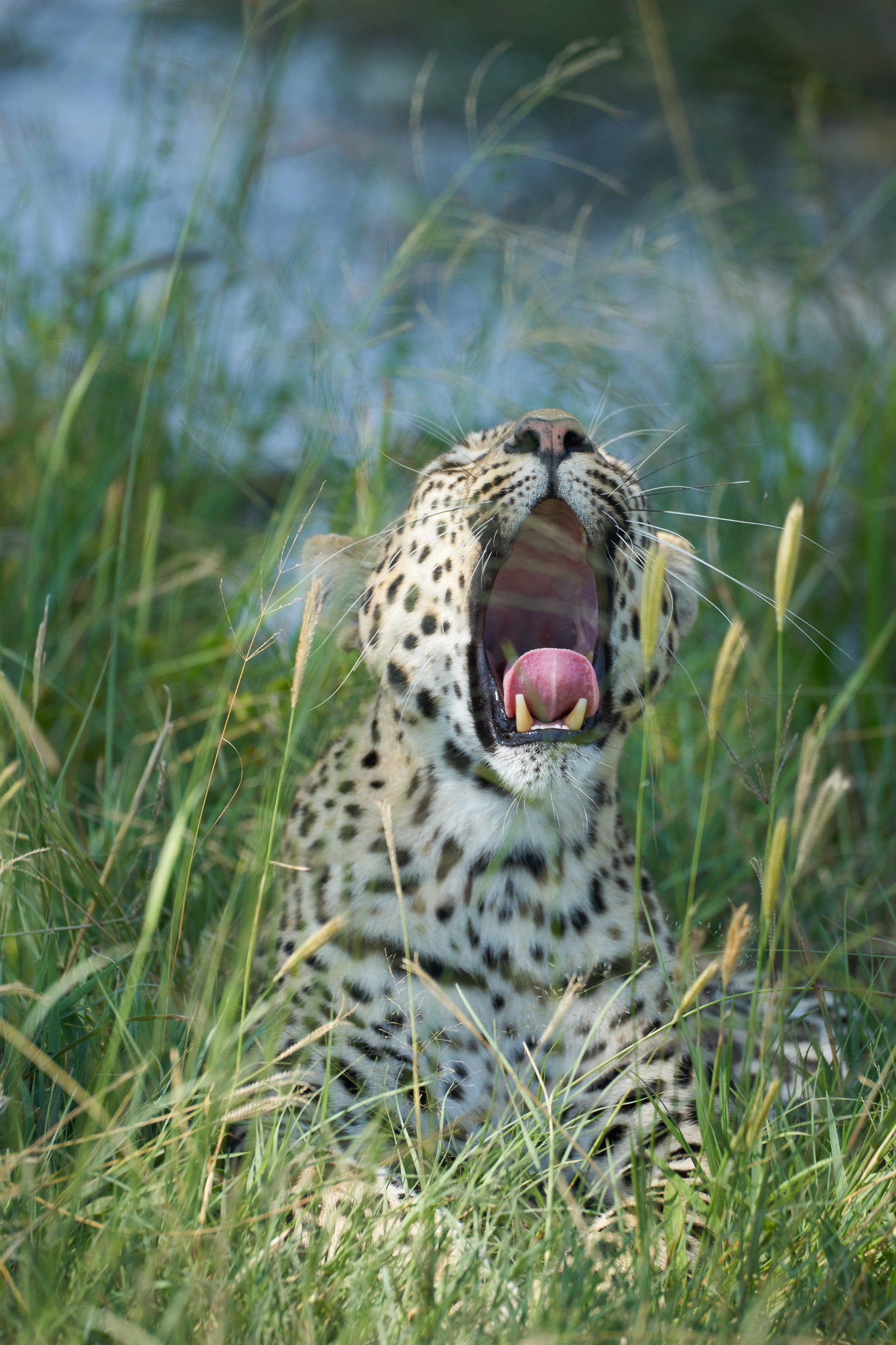 Sony 70-400mm F4-5.6 G SSM II sample photo. Gorgeous leopard in the okavango delta photography