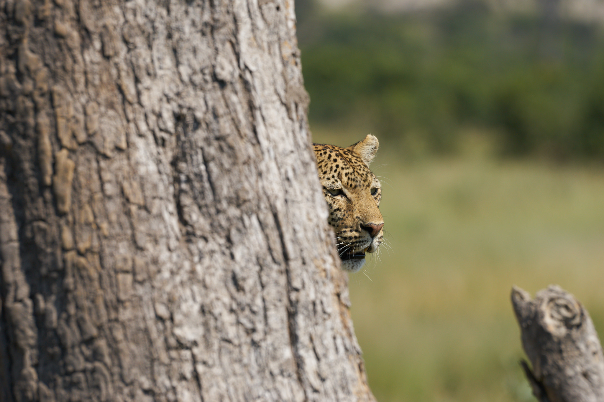 Sony 70-400mm F4-5.6 G SSM II sample photo. Gorgeous leopard in the okavango delta photography