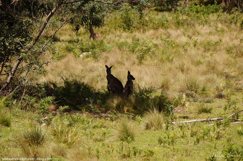Sony E 55-210mm F4.5-6.3 OSS sample photo. Kangaroo and sun photography
