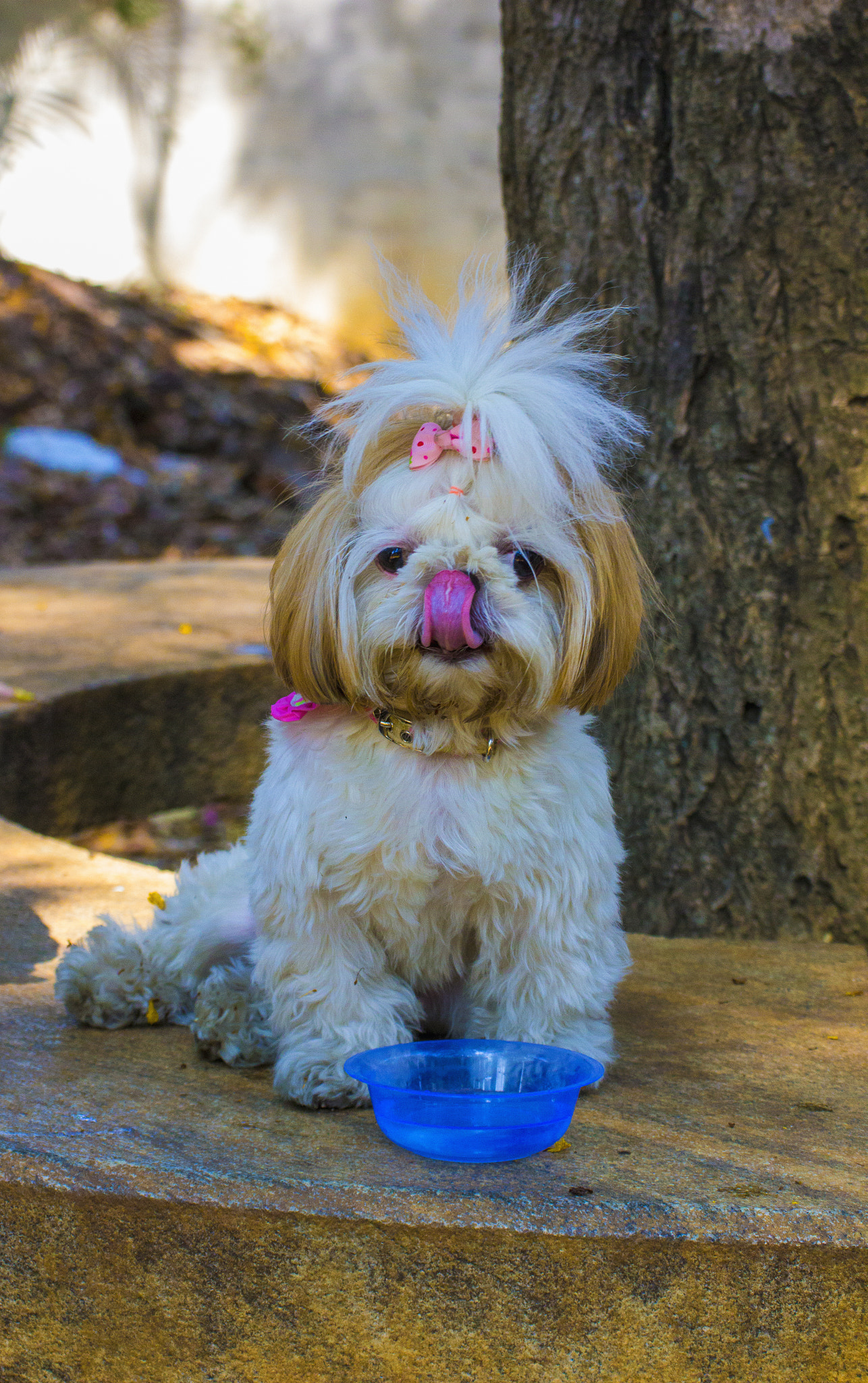Tamron SP 35mm F1.8 Di VC USD sample photo. Shih tzu baby photography