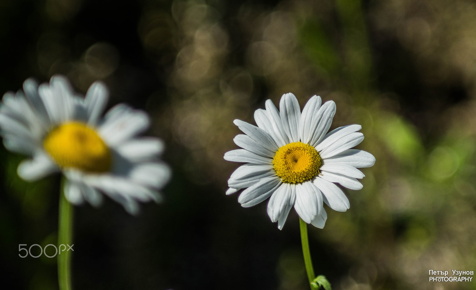 Minolta AF 80-200mm F4.5-5.6 sample photo. Daisies photography