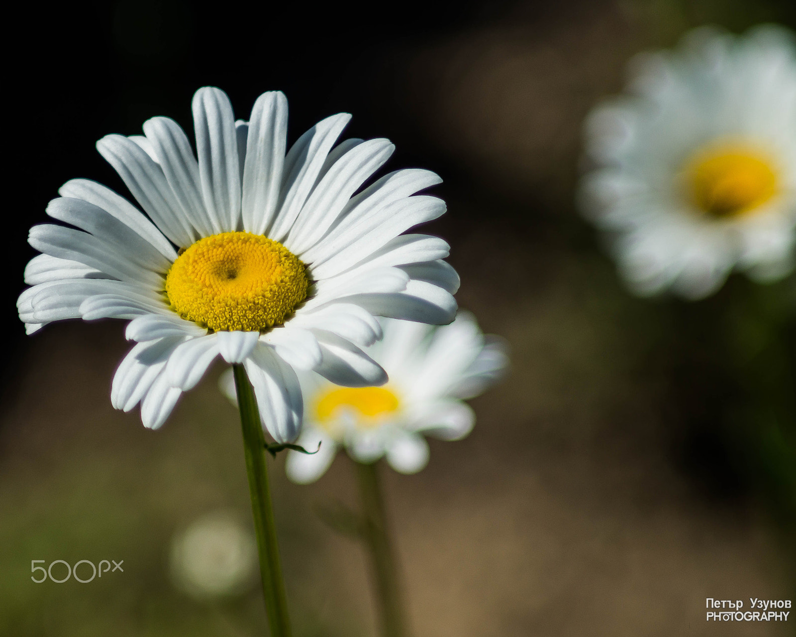 Sony SLT-A58 sample photo. Daisies photography