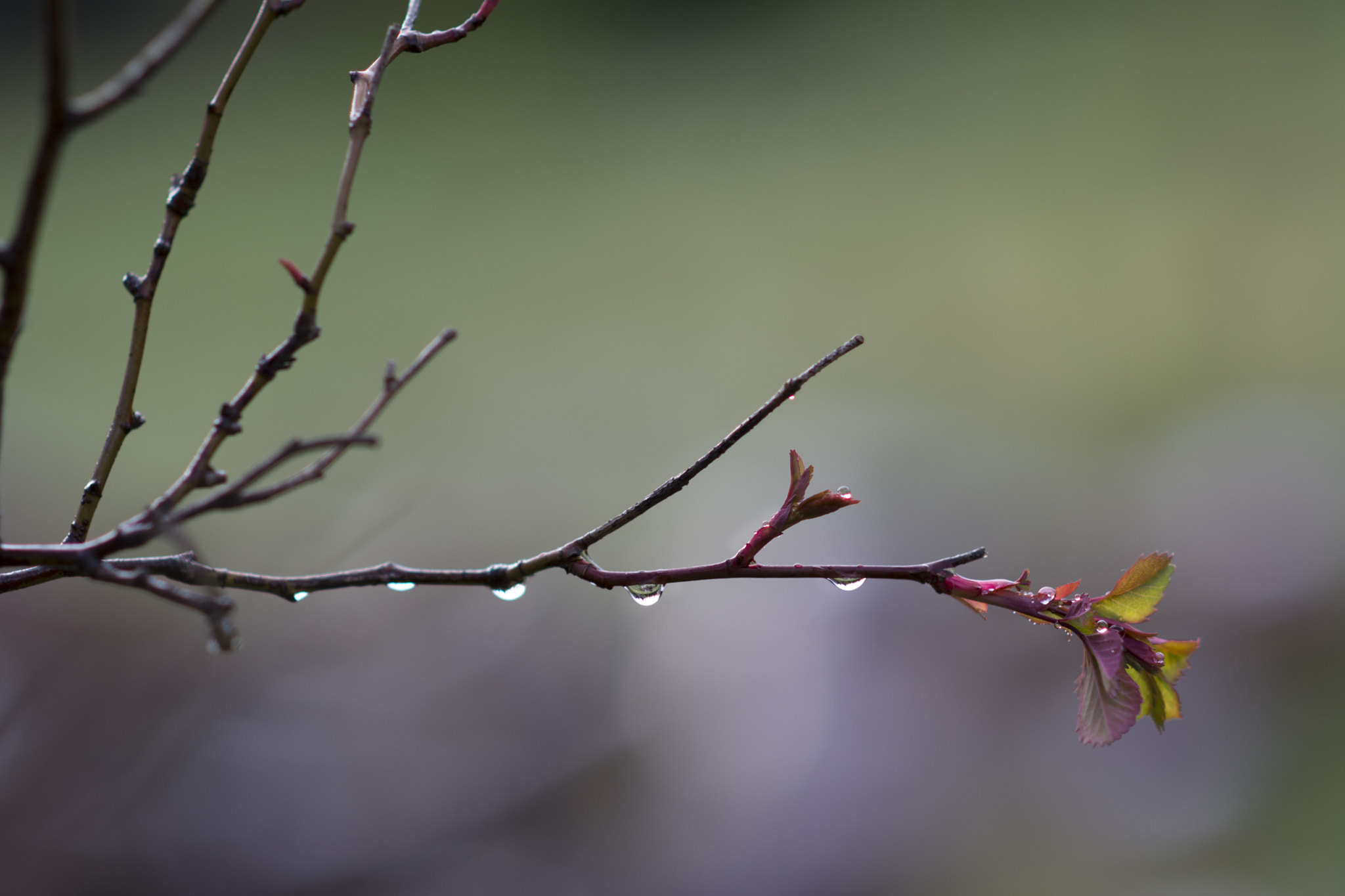 Nikon D7100 + Nikon AF Nikkor 105mm F2D DC sample photo. Rose after rain photography