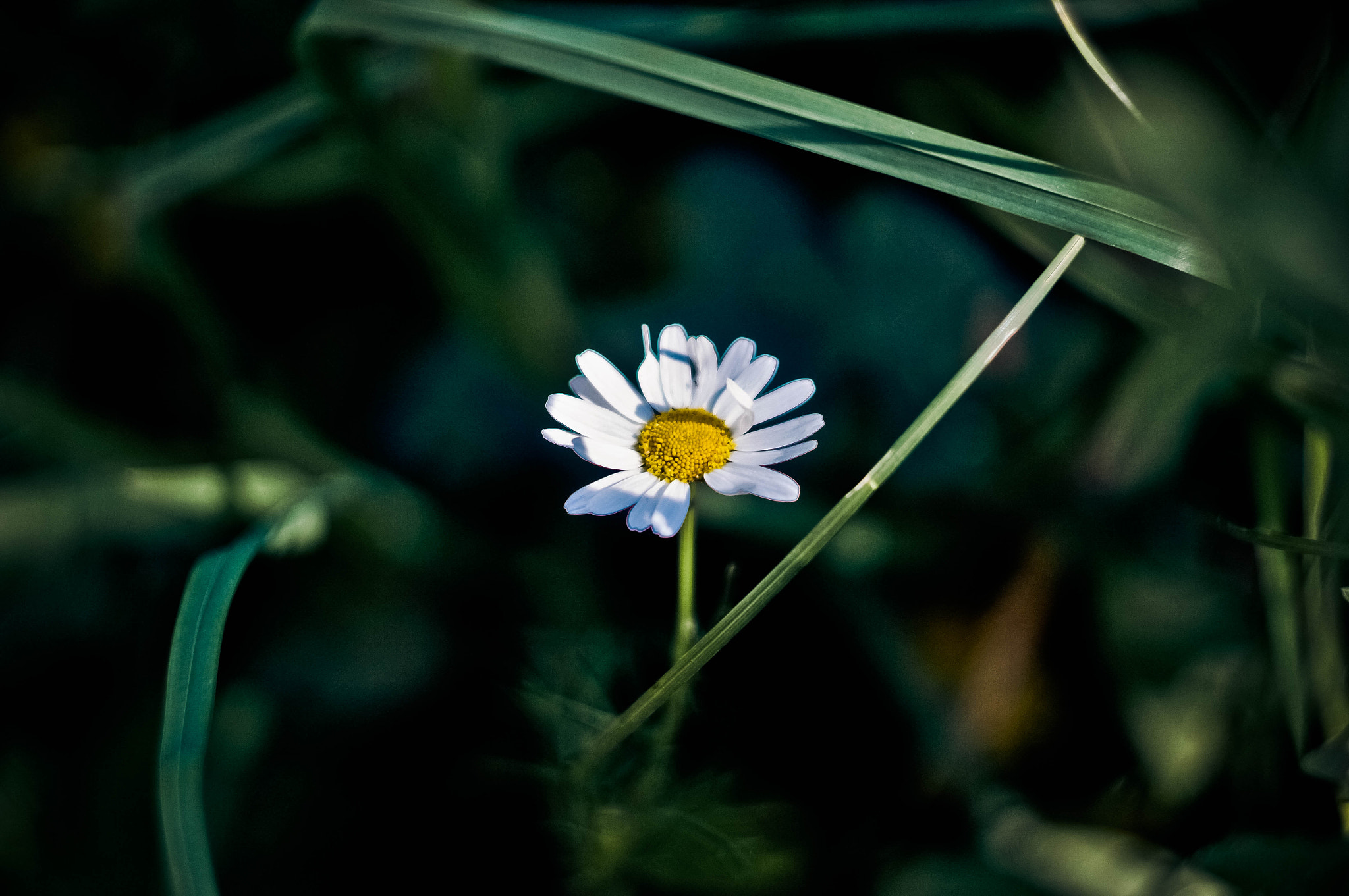 Sony SLT-A37 + Minolta AF 50mm F1.7 sample photo. Flower photography