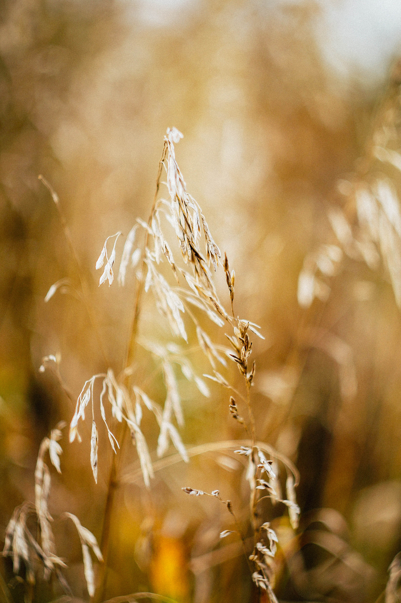 Sony SLT-A37 + Minolta AF 50mm F1.7 sample photo. осень photography