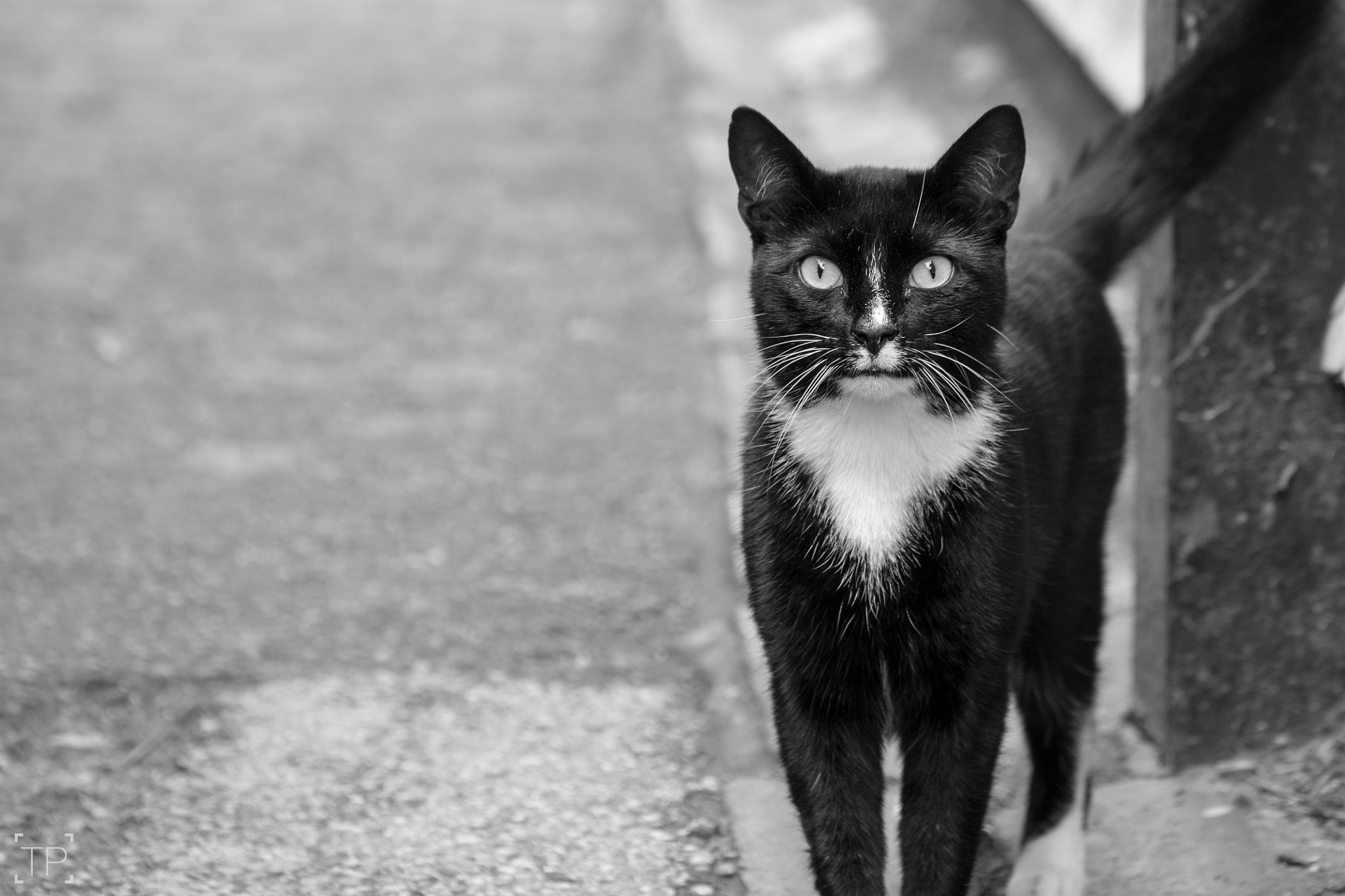 Tamron SP 35mm F1.8 Di VC USD sample photo. Cat on the street photography