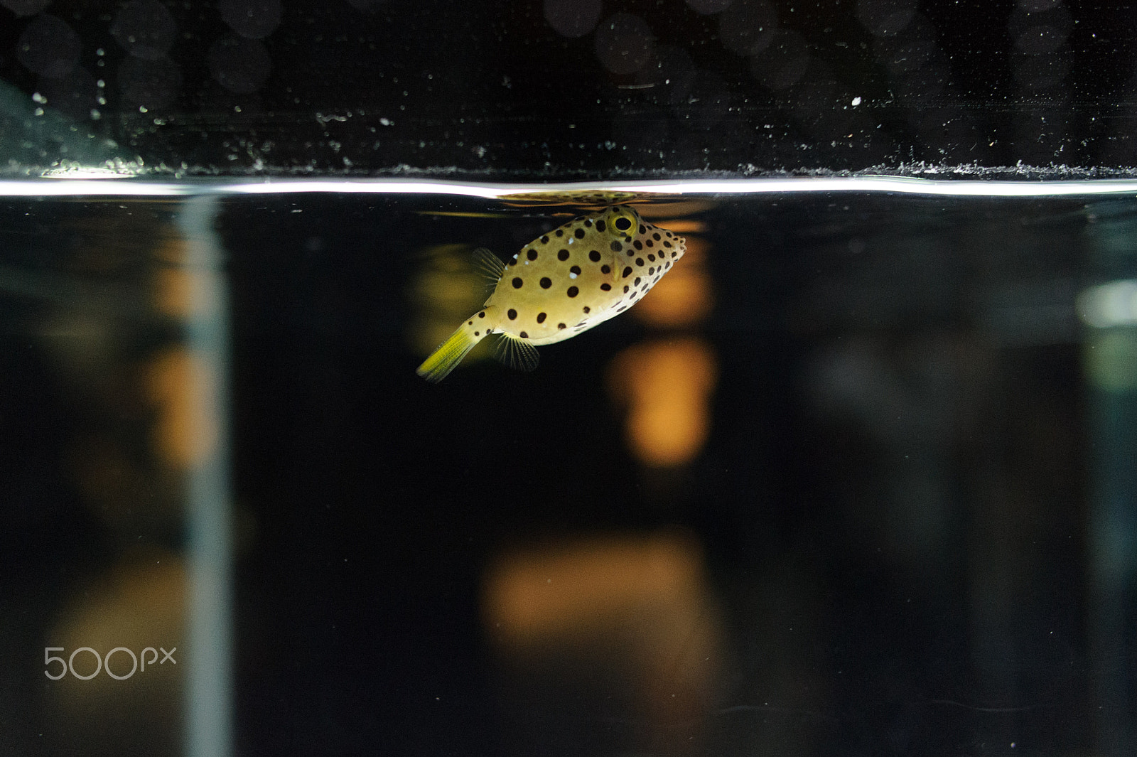 Nikon D3S + Nikon AF-S Nikkor 28mm F1.8G sample photo. Boxfish photography