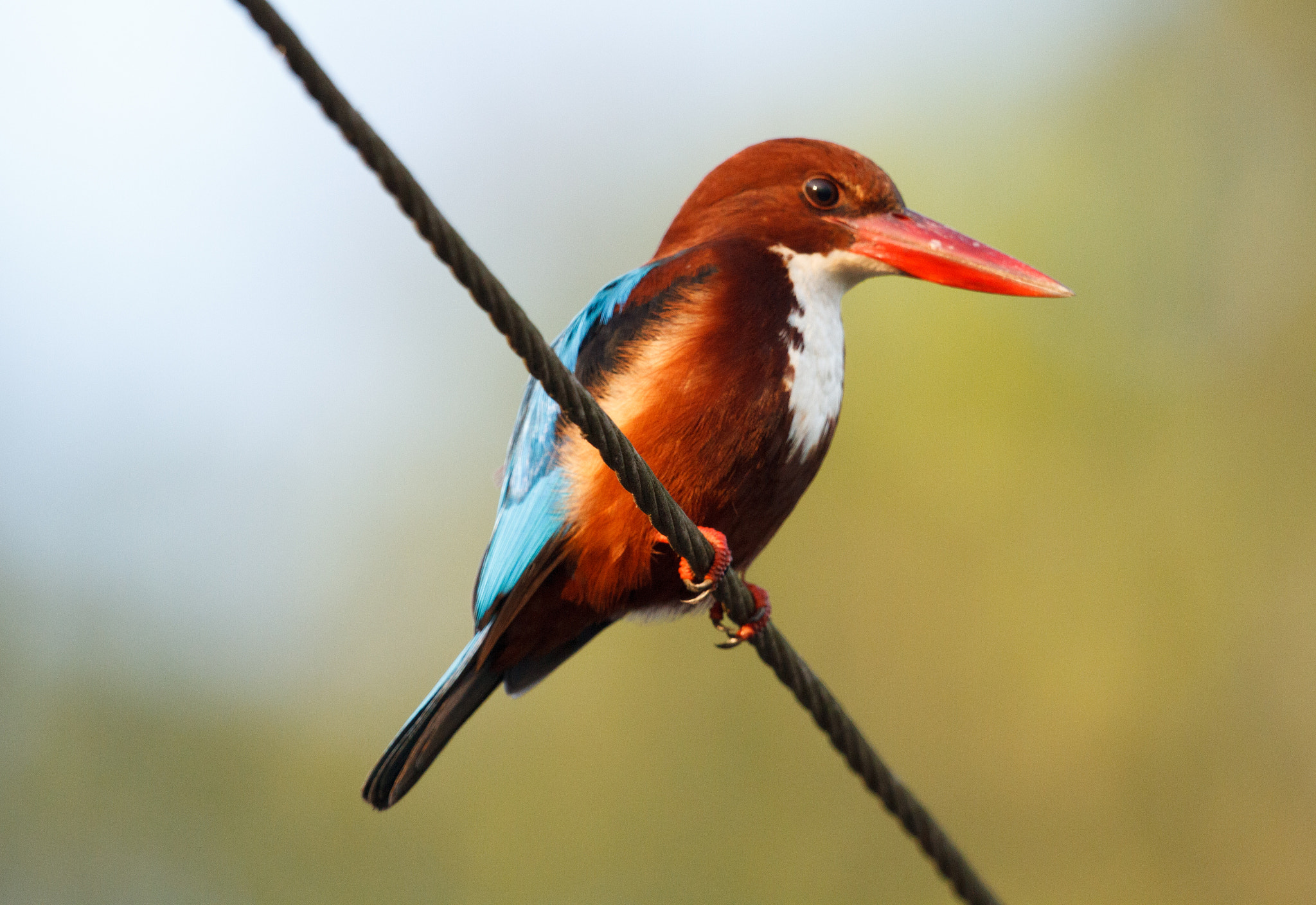 Canon EF 500mm F4L IS II USM sample photo. White-throated kingfisher photography