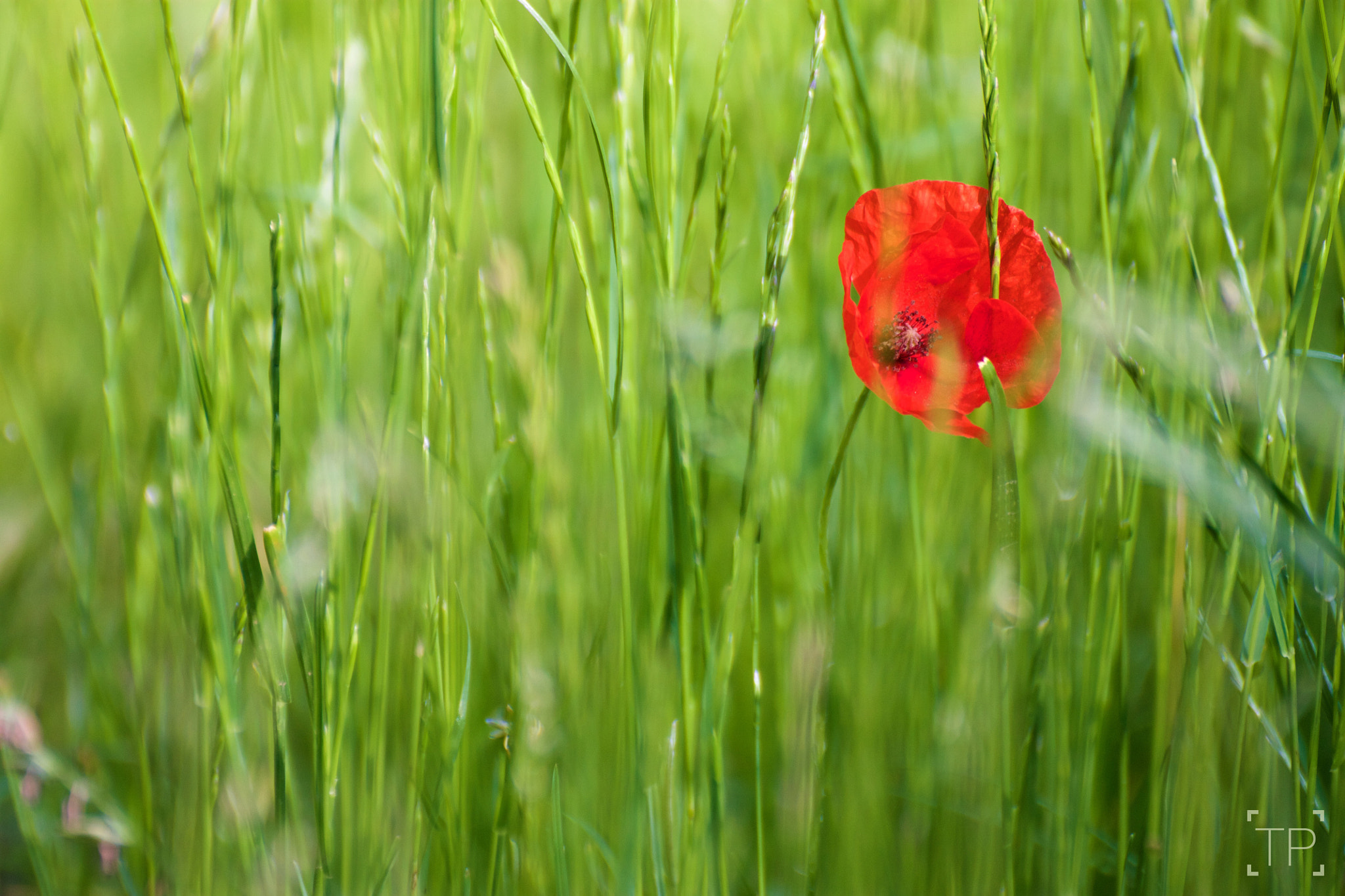 Tamron SP 35mm F1.8 Di VC USD sample photo. Summer is coming photography