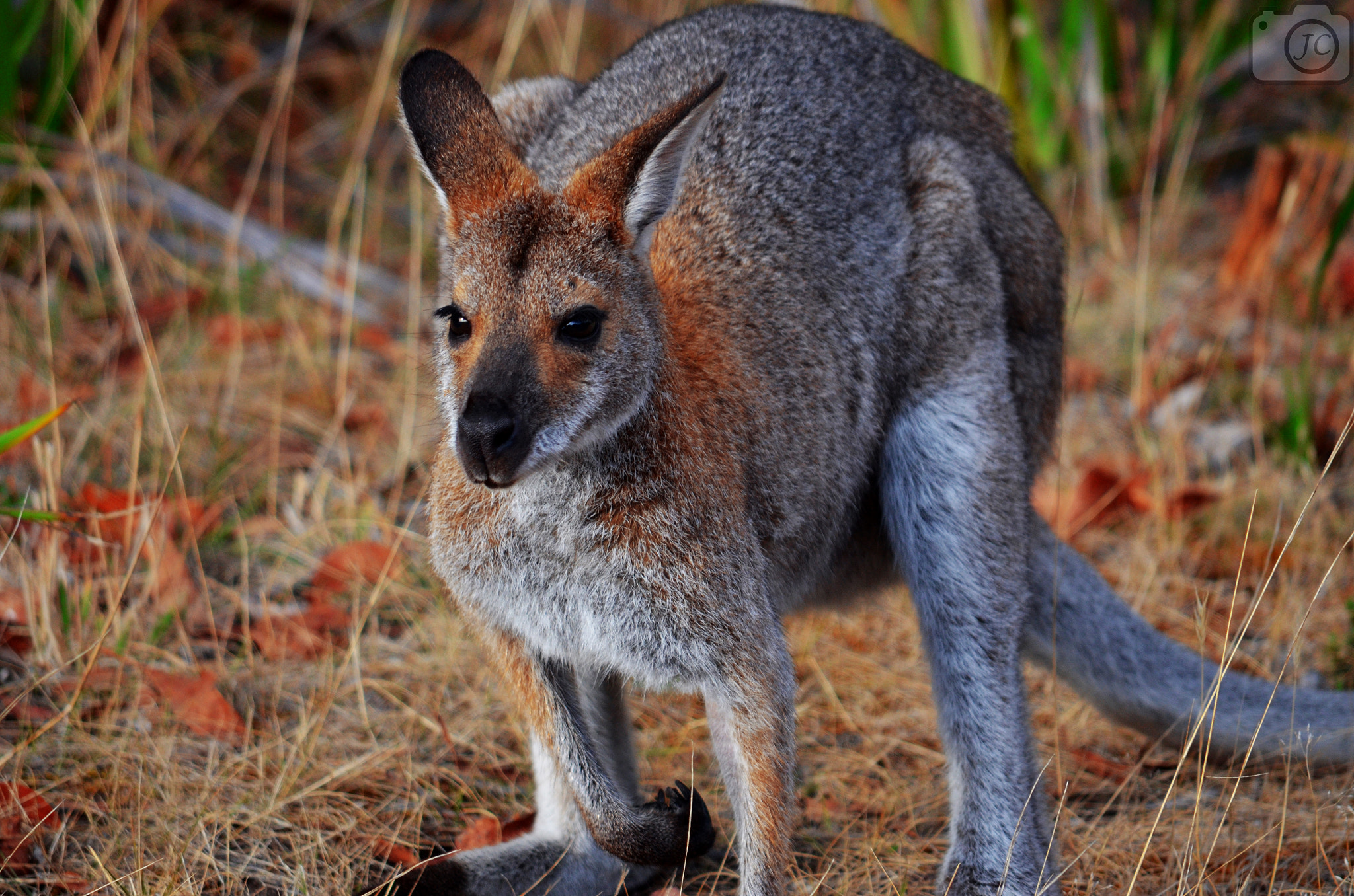 Nikon D5100 + IX-Nikkor 60-180mm f/4.5-5.6 sample photo. Wallaby! photography