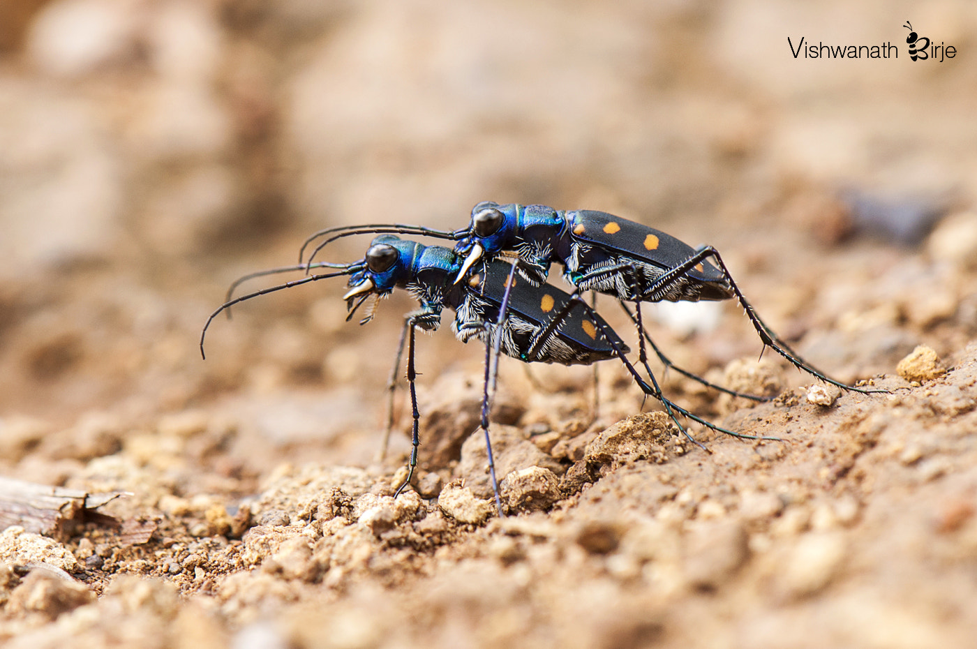 Nikon AF-S DX Micro-Nikkor 85mm F3.5G ED VR sample photo. Tiger beetle photography