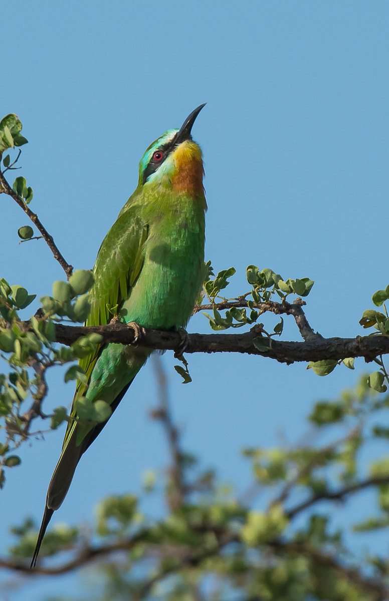 Nikon AF-S Nikkor 200-400mm F4G ED-IF VR sample photo. Blue-cheeked bee-eater photography