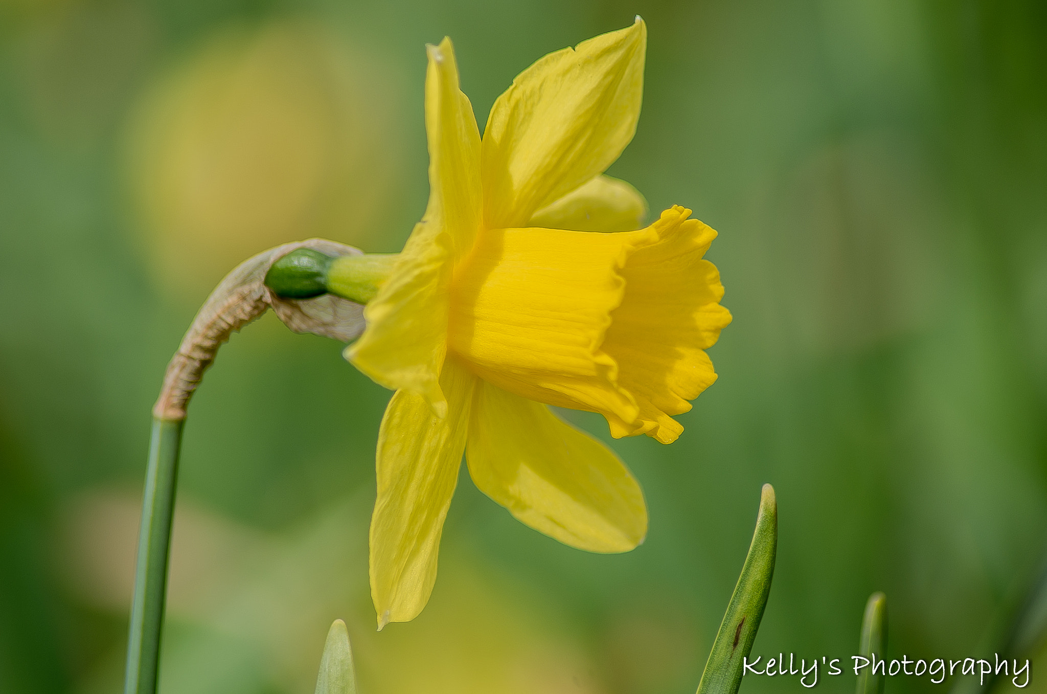 Tamron AF 70-300mm F4-5.6 Di LD Macro sample photo. Narcissus photography