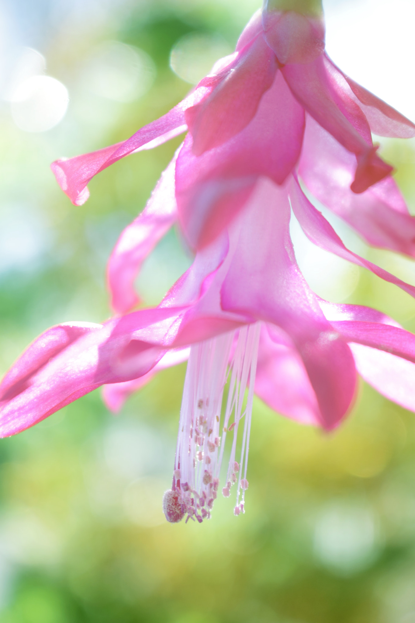 Canon EOS 1100D (EOS Rebel T3 / EOS Kiss X50) sample photo. ^.^ photography