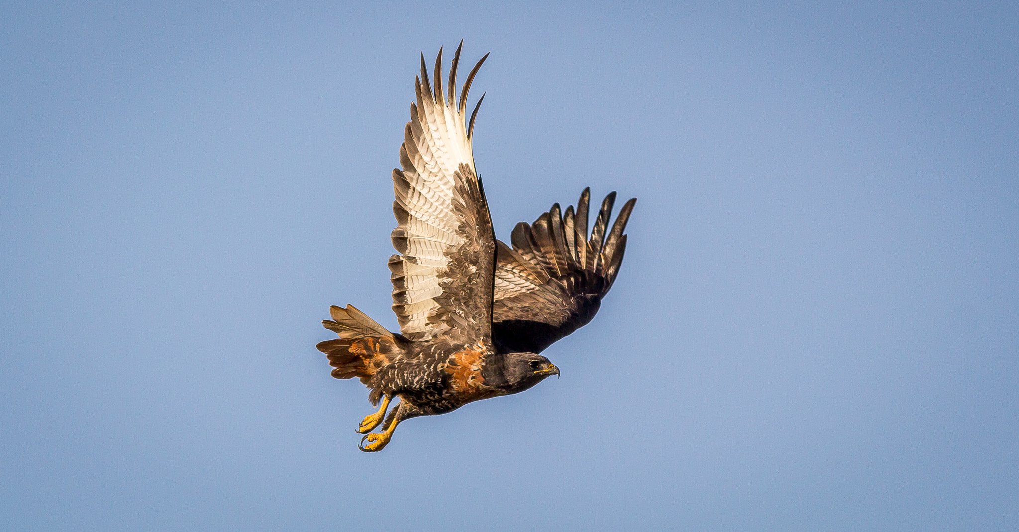 Canon EOS 1200D (EOS Rebel T5 / EOS Kiss X70 / EOS Hi) + Canon EF 400mm F5.6L USM sample photo. Majestic jackal buzzard photography