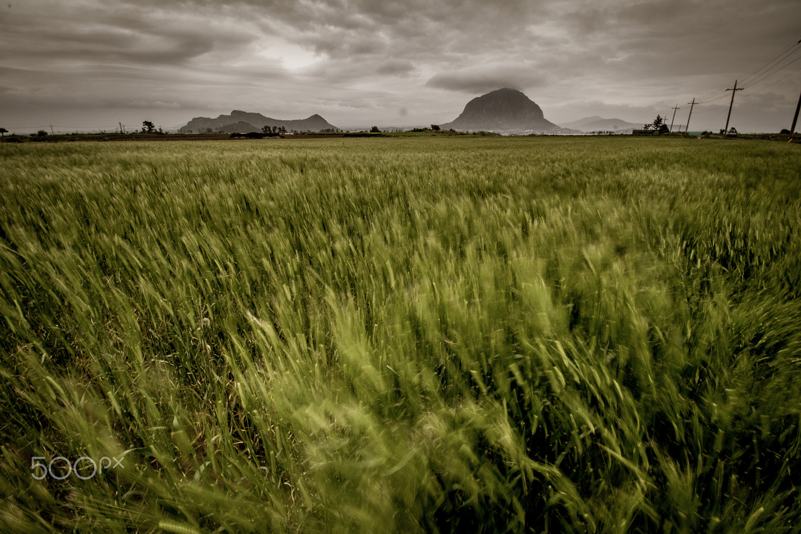 Canon EF-S 10-18mm F4.5–5.6 IS STM sample photo. Windy barley field photography