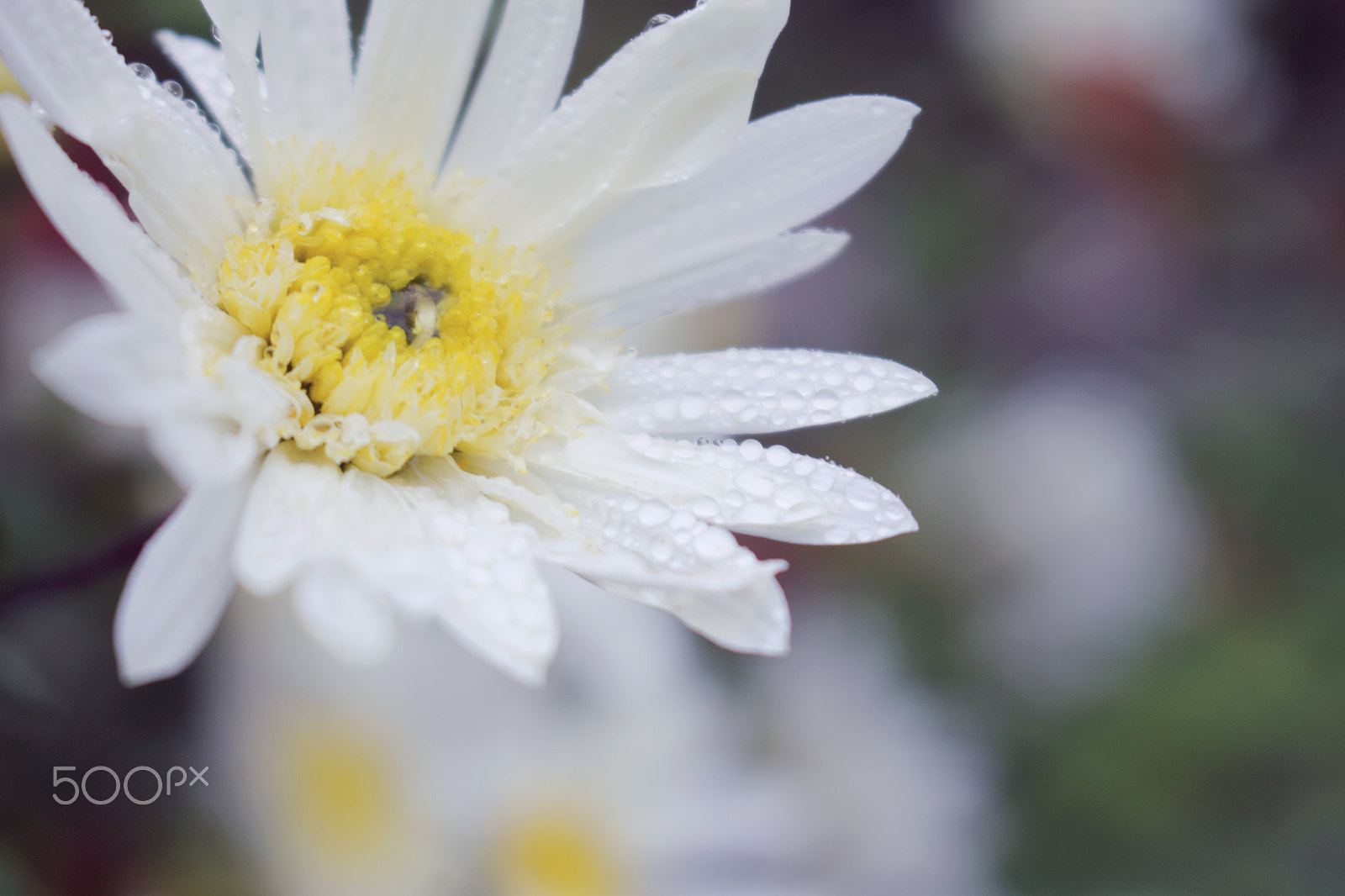 Canon EOS 1100D (EOS Rebel T3 / EOS Kiss X50) sample photo. * photography